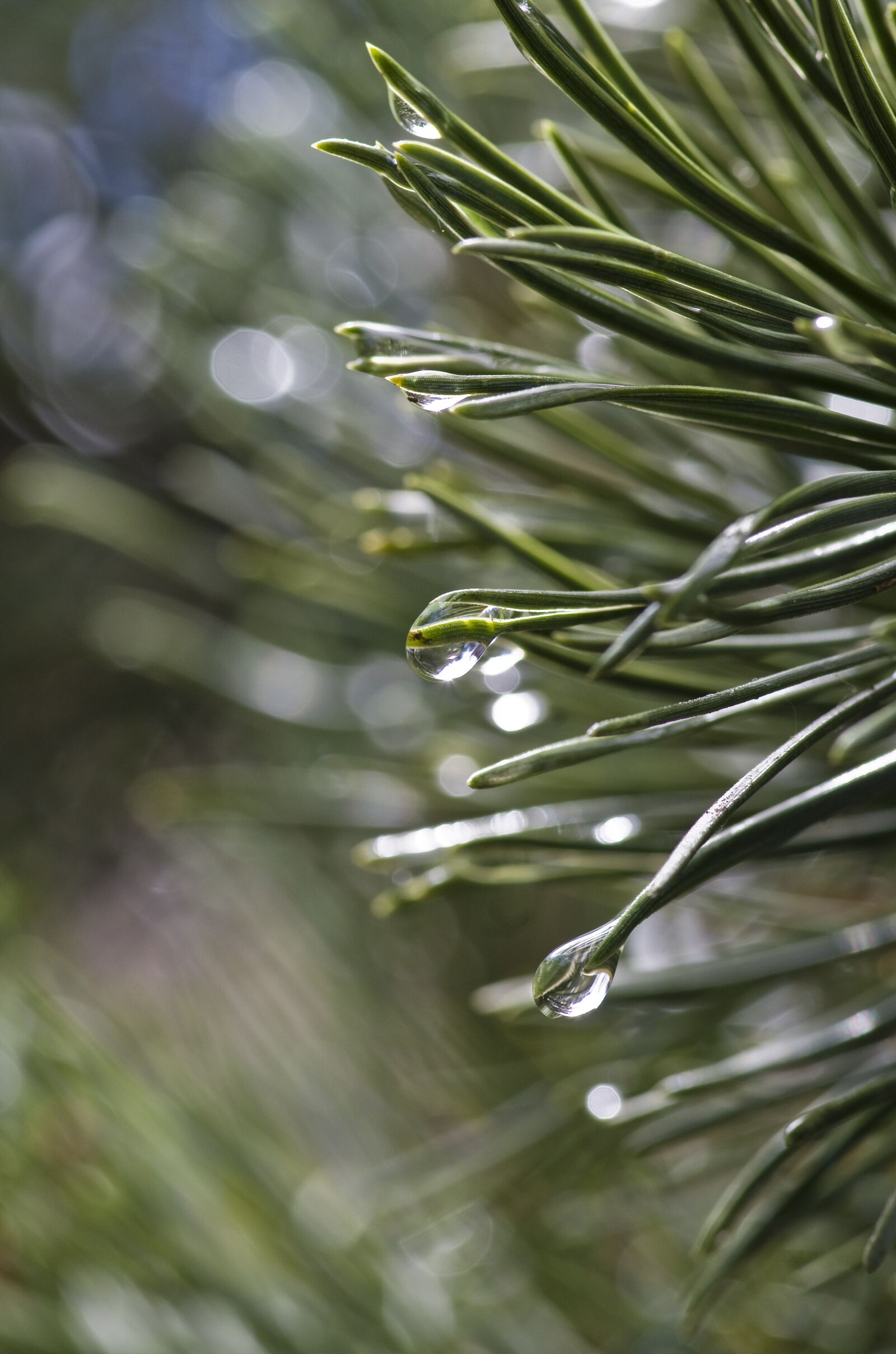 Pentax K-30 sample photo. Pine, rain, tree photography