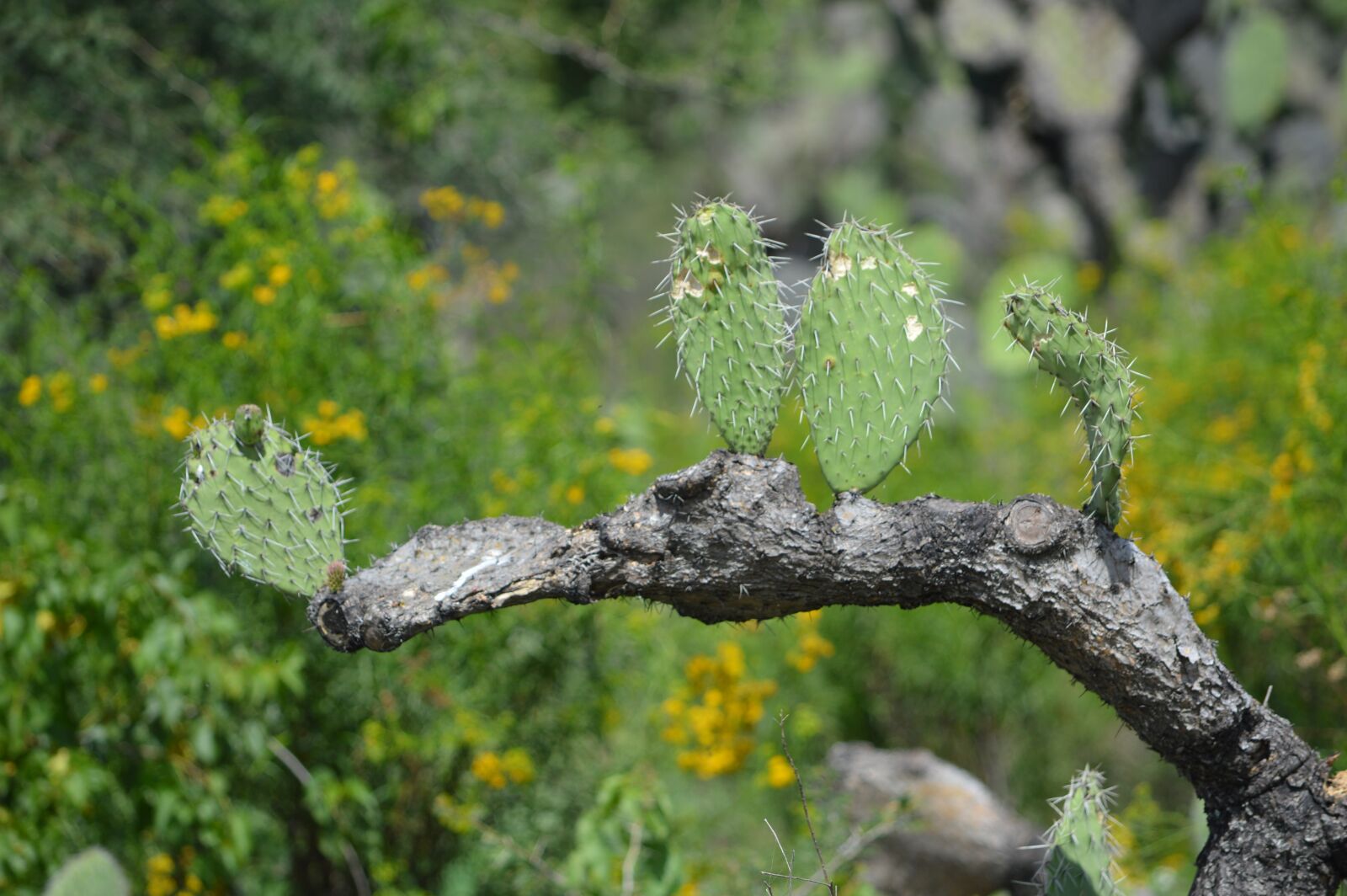 Nikon D3200 sample photo. Thorns, cactus, wild photography