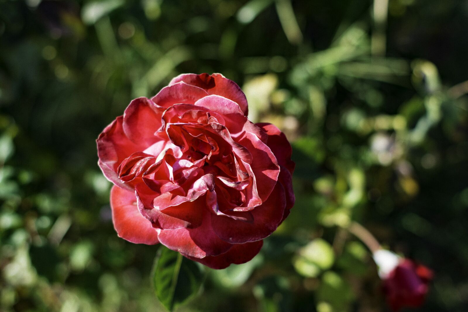 Nikon D7100 sample photo. Rose, red, flower photography