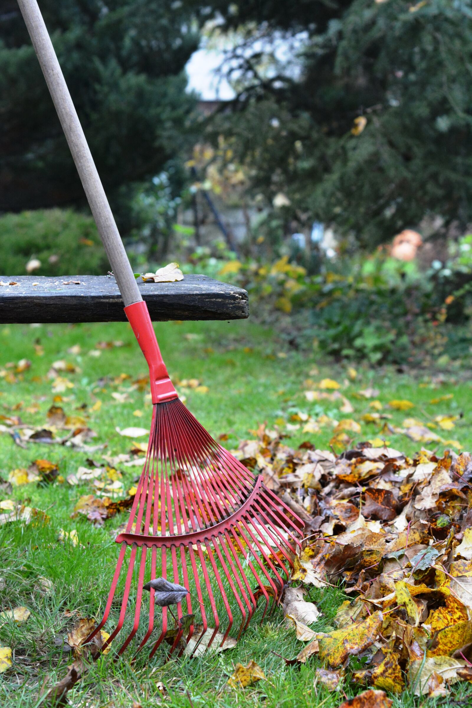 Nikon D5200 sample photo. Rake, rob, raking photography