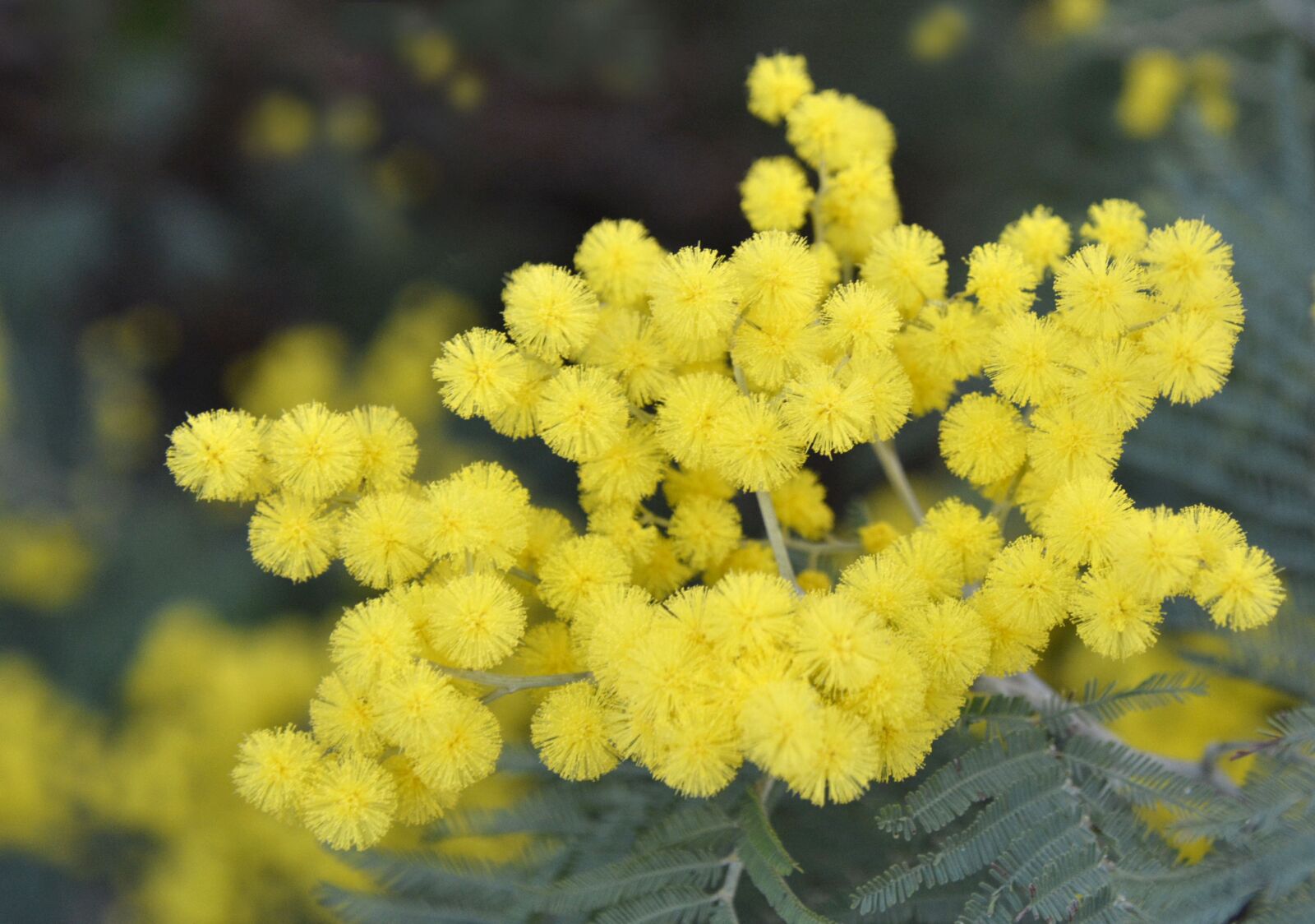 Nikon D7100 sample photo. Mimosa, yellow, flower photography