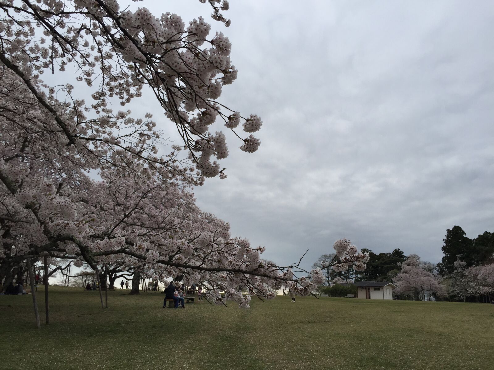 iPhone 6 back camera 4.15mm f/2.2 sample photo. Miyagi prefecture, park, cherry photography