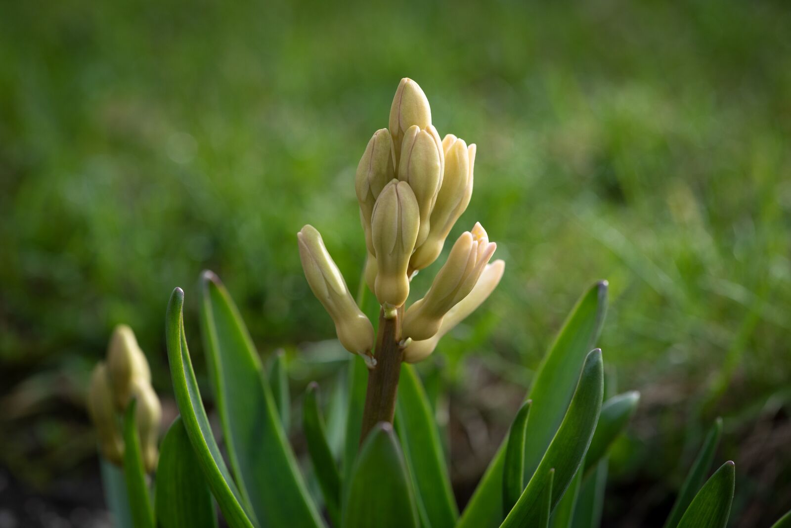 Nikon D750 sample photo. Hyacinth, flower, spring photography