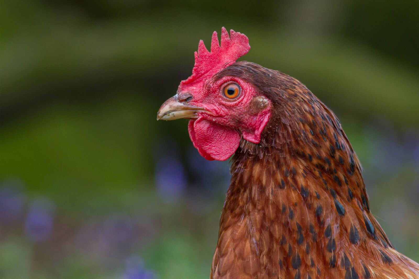 Canon EF 400mm F5.6L USM sample photo. Rooster, chicken, close up photography