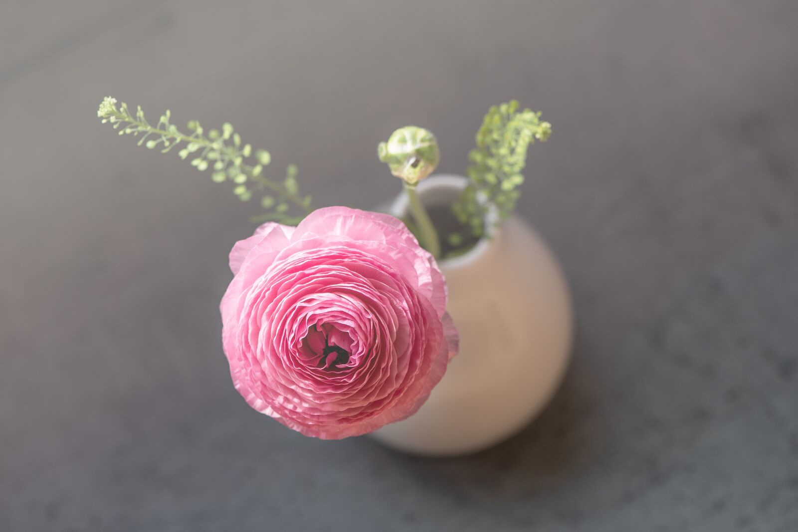 Nikon D750 sample photo. Ranunculus, flower, pink photography