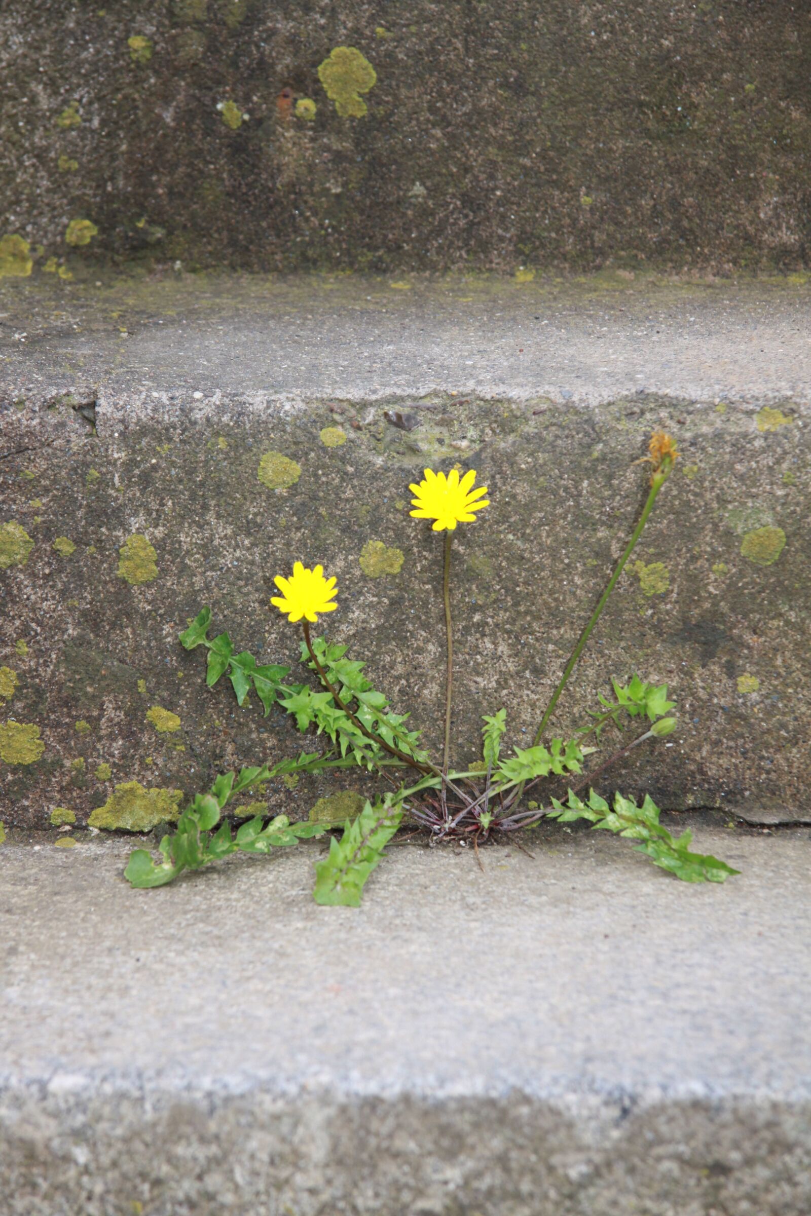 Canon EOS 50D sample photo. Flower, yellow, asphalt photography