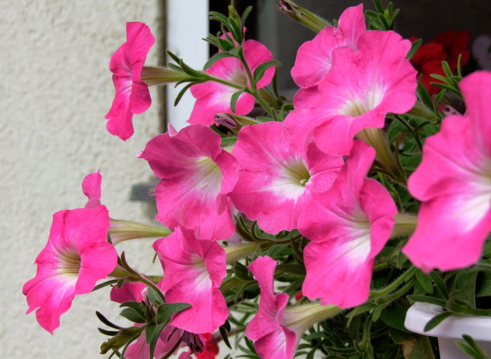 Fujifilm FinePix S100fs sample photo. Petunia, flower, garden photography