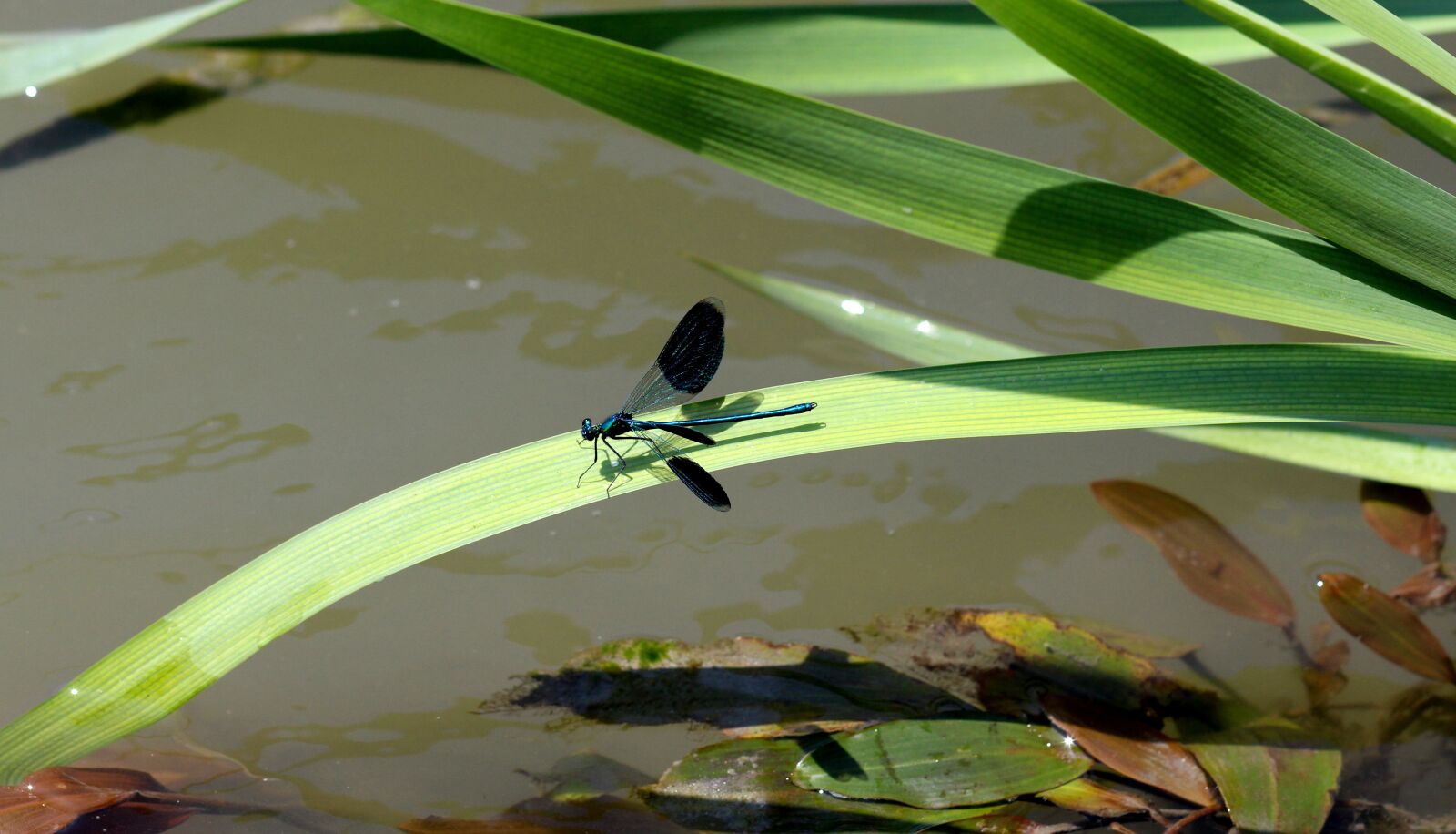 Canon EOS 700D (EOS Rebel T5i / EOS Kiss X7i) + Canon EF 85mm F1.8 USM sample photo. Dragonfly, leaf, water photography