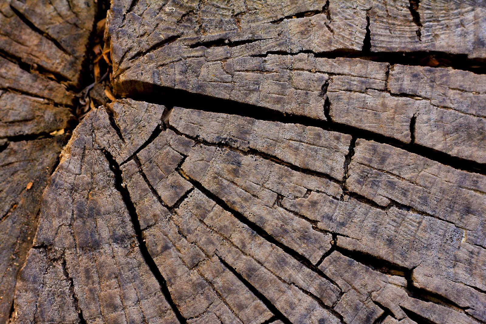 Canon EOS 60D + Canon EF 50mm F1.8 STM sample photo. Rough, nature, pattern photography