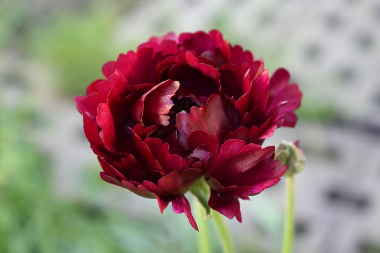 Nikon D3400 sample photo. Flower, close up, nature photography
