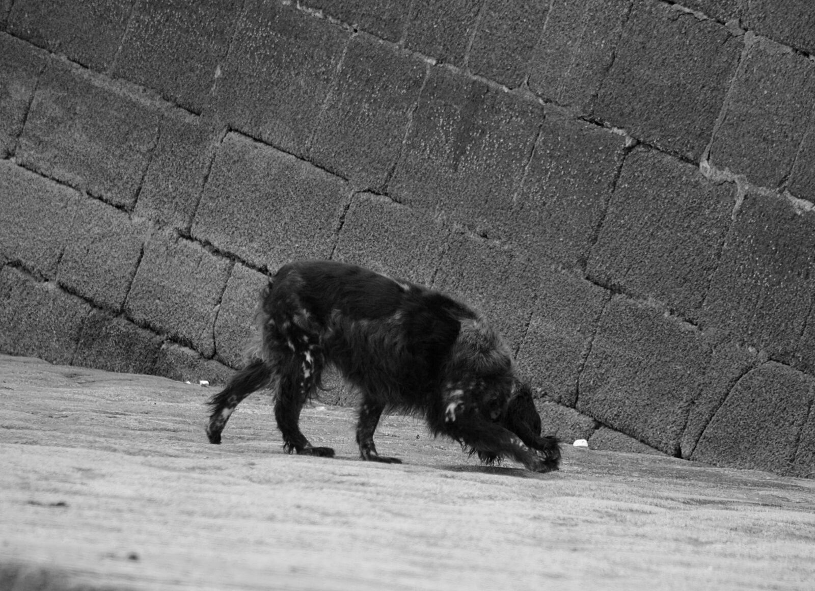 Nikon D5200 sample photo. Animalier, animaux, de, compagnie photography