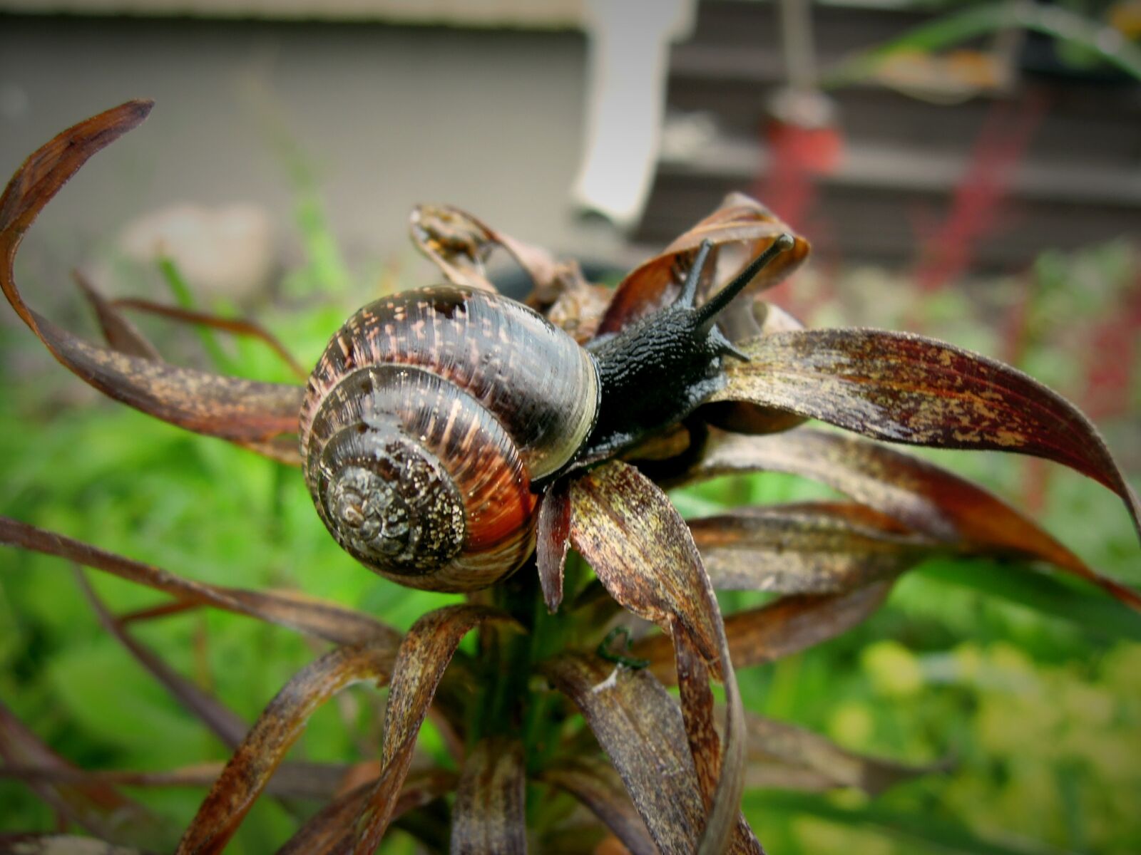 Nikon Coolpix P300 sample photo. Snail, garden, animal photography