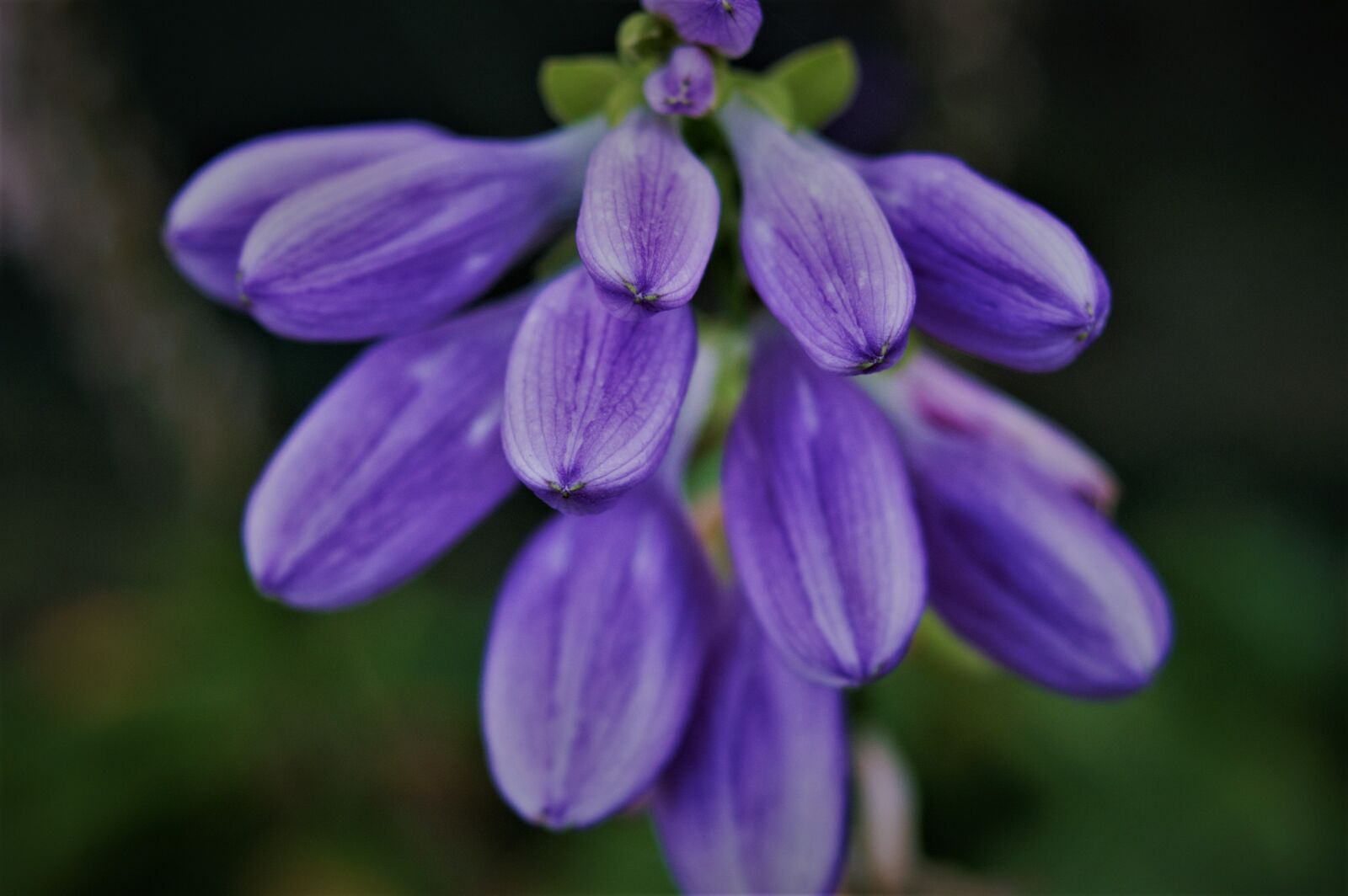 KONICA MINOLTA DYNAX 7D sample photo. Osterblumen, purple, spring photography