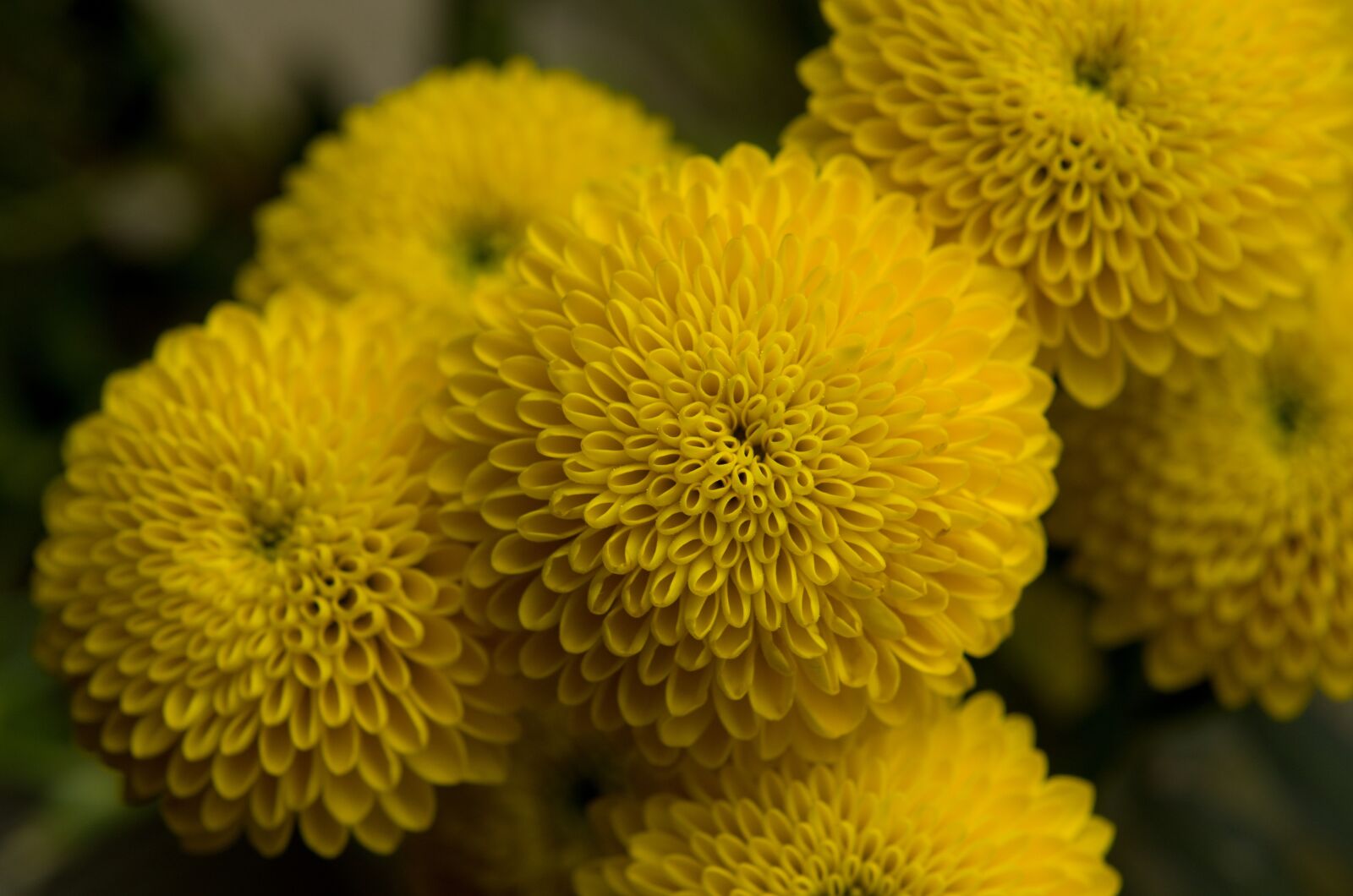 Nikon D7000 sample photo. Yellow, flower, symmetry photography