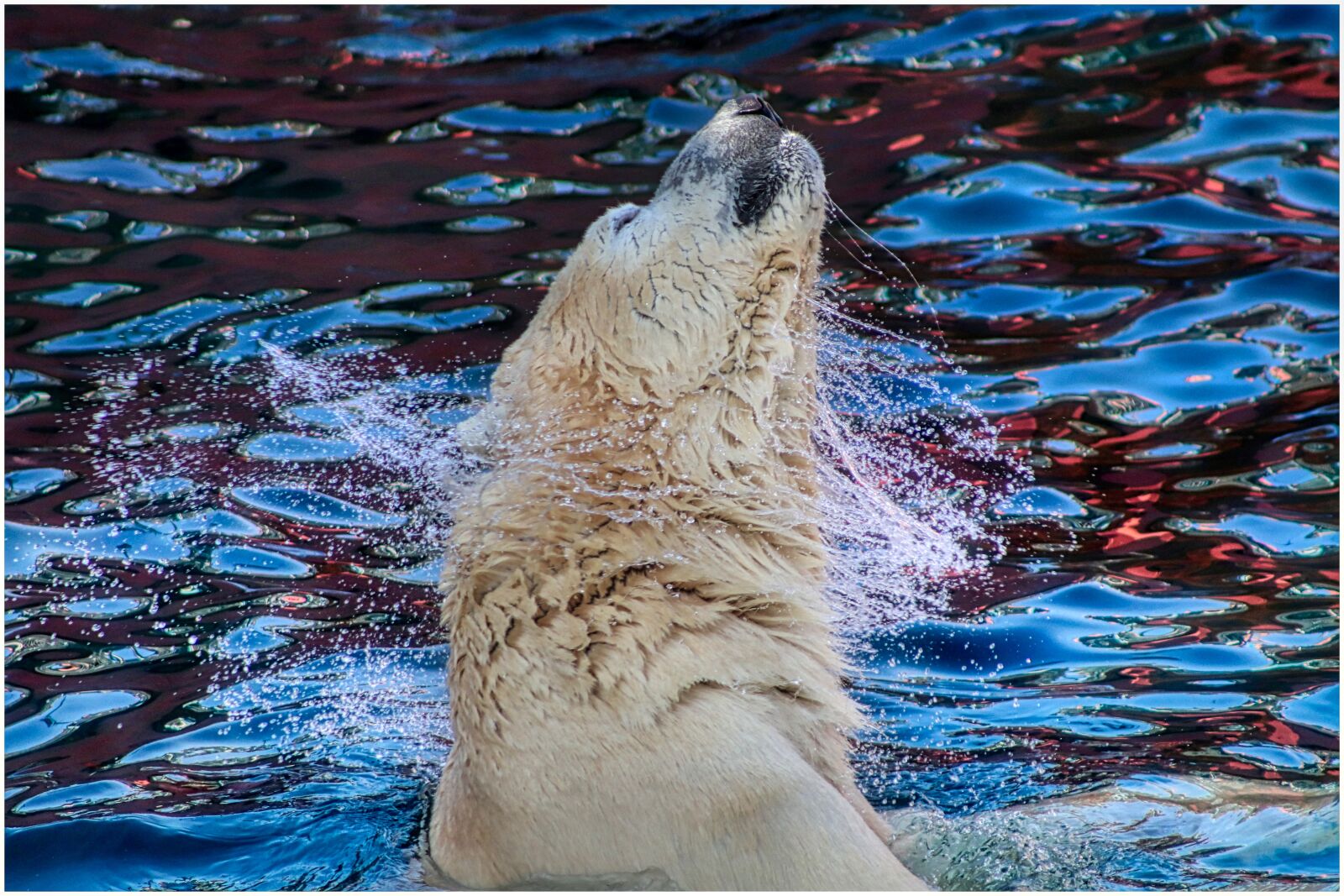 Canon EF75-300mm f/4-5.6 sample photo. Polar bear, water, shake photography
