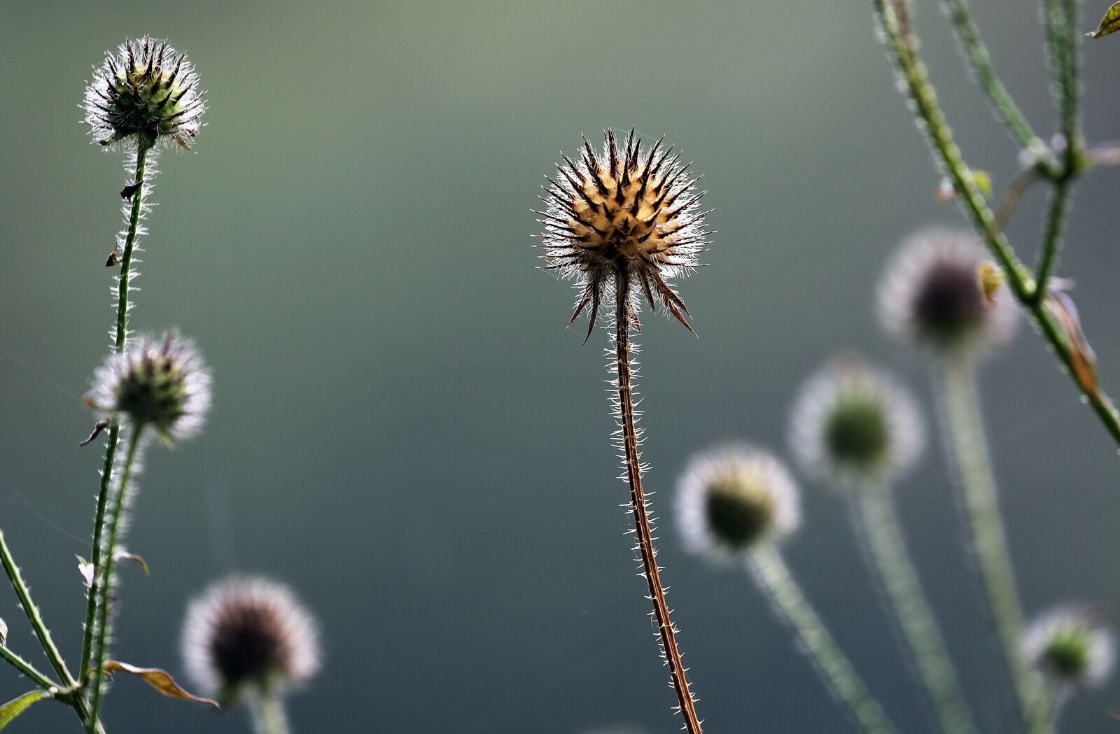 Canon EOS 7D Mark II sample photo. Thistle, prickly, nature photography