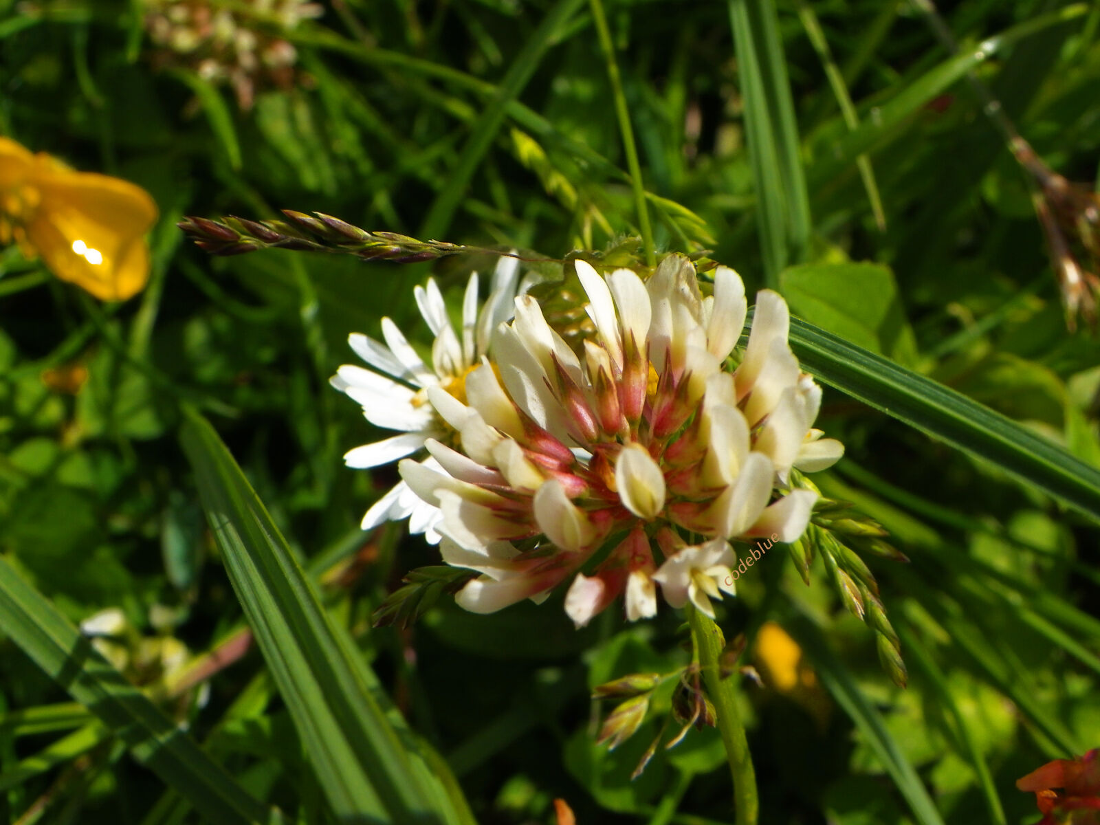 Pentax X90 sample photo. Adobe, photoshop, beautiful, flowers photography