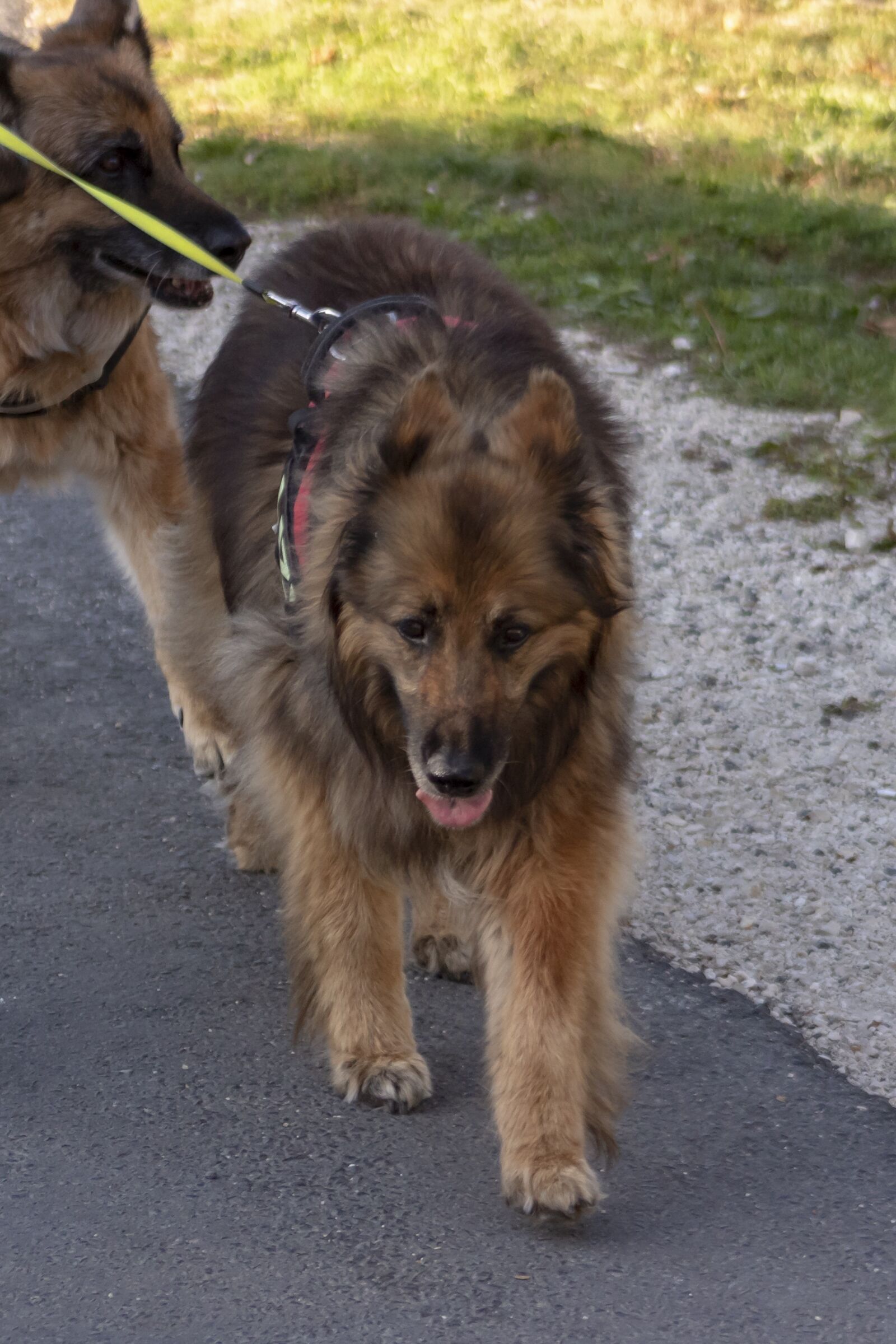 Canon EF75-300mm f/4-5.6 sample photo. Dog, pets, hairy photography