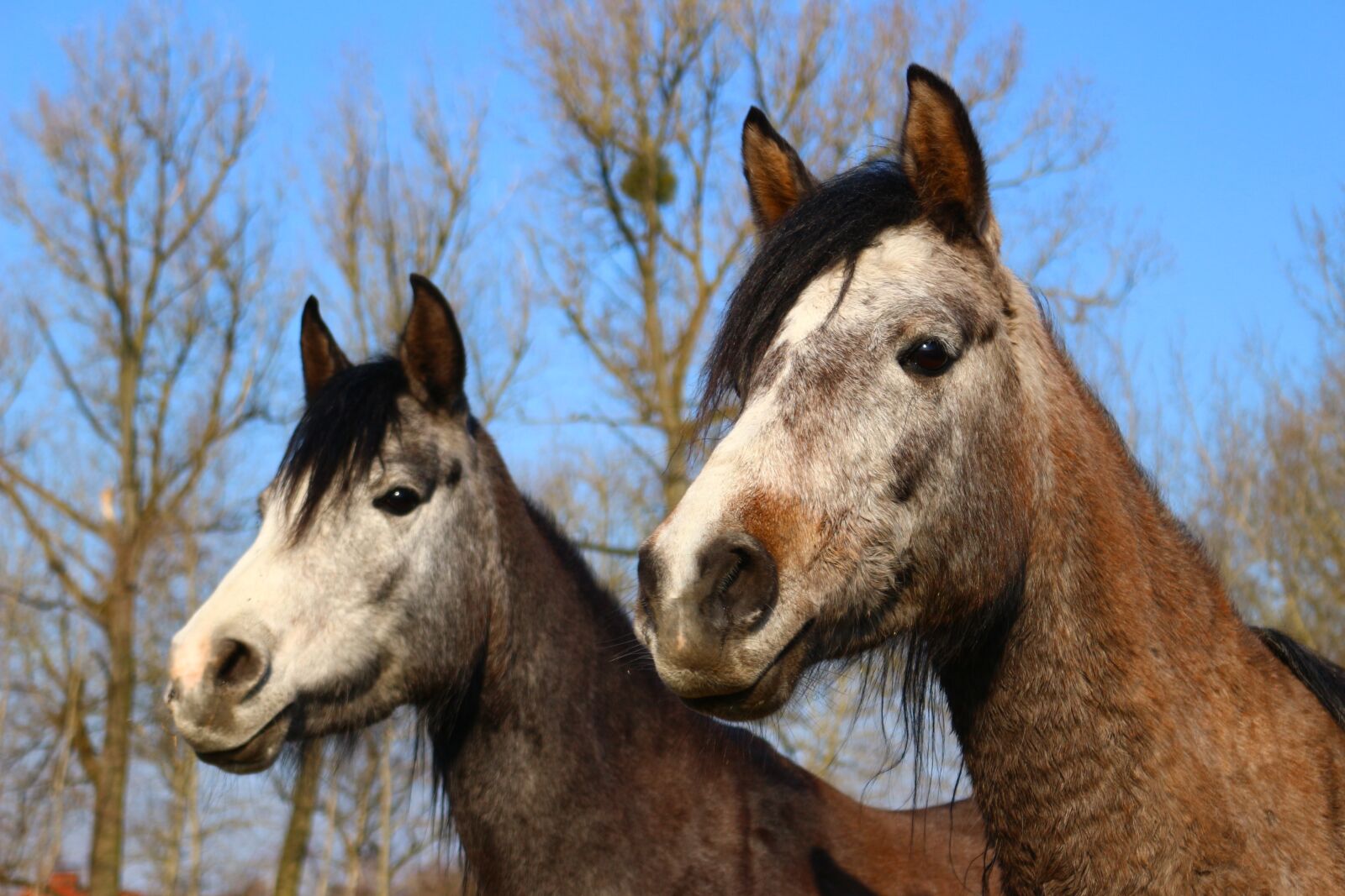 Canon EOS 100D (EOS Rebel SL1 / EOS Kiss X7) sample photo. Horse, thoroughbred arabian, p photography