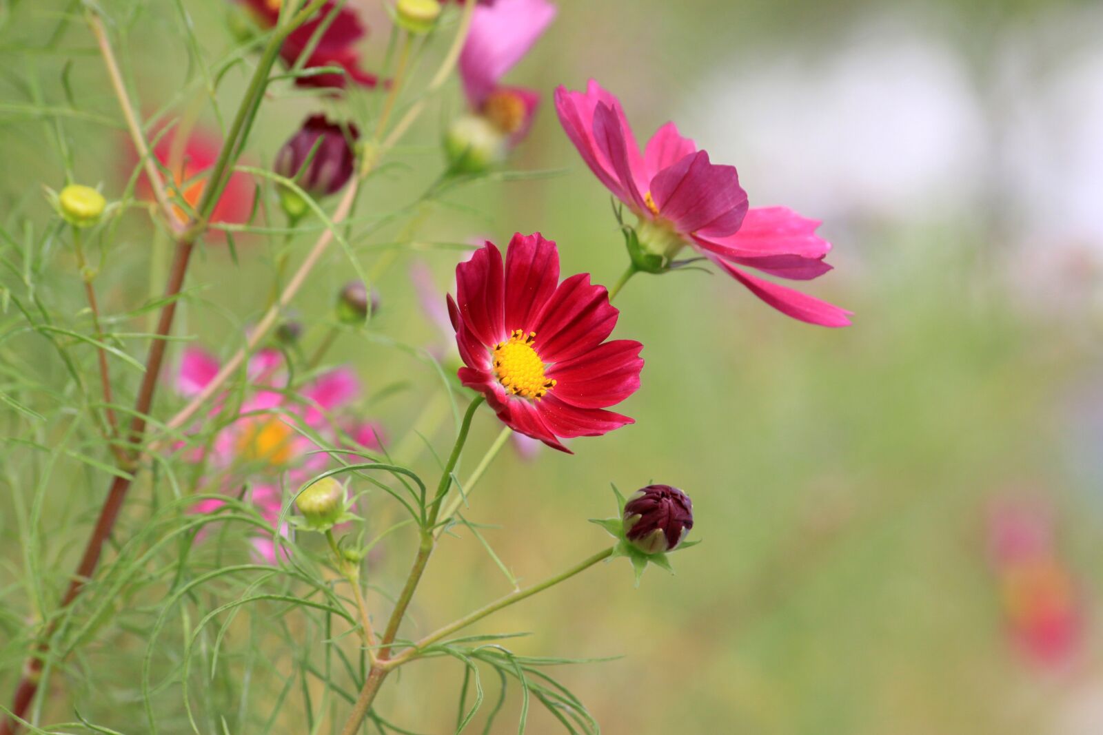 Canon EOS 50D sample photo. Cosmos, autumn, close-up photography