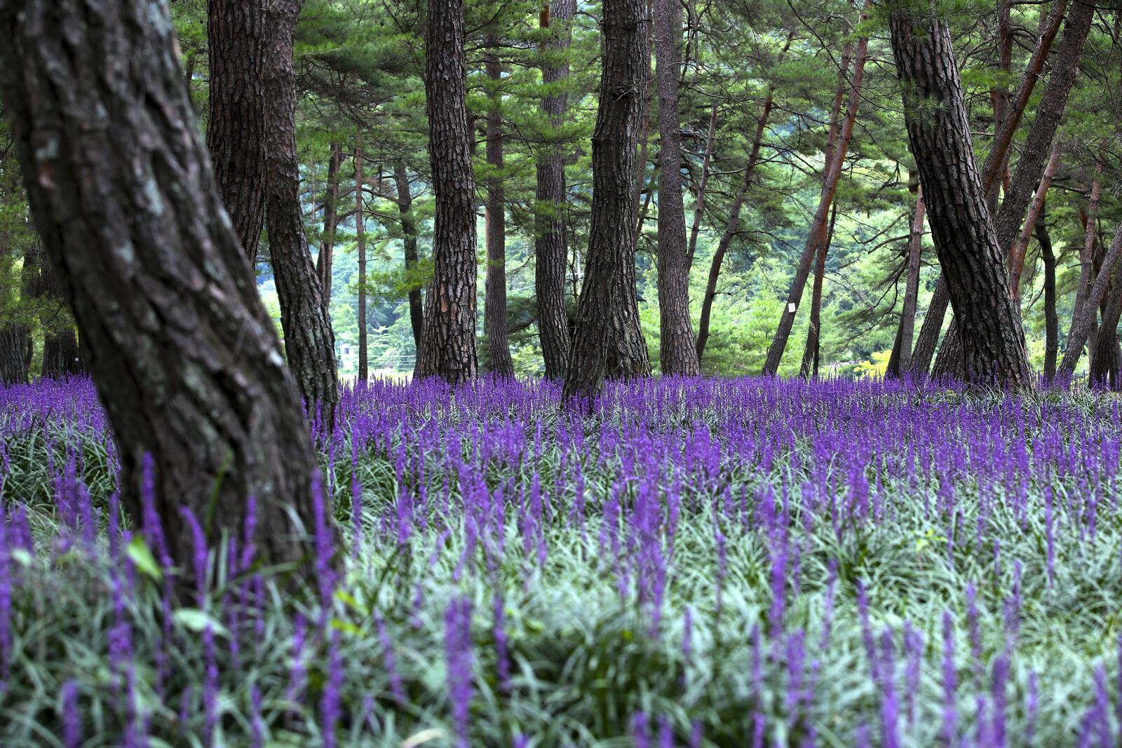 Canon EOS 5D Mark III sample photo. Landscape, liriope, pine photography