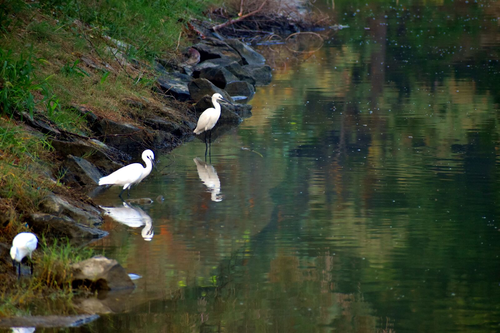 Nikon D5600 sample photo. Cranes, looking for food photography
