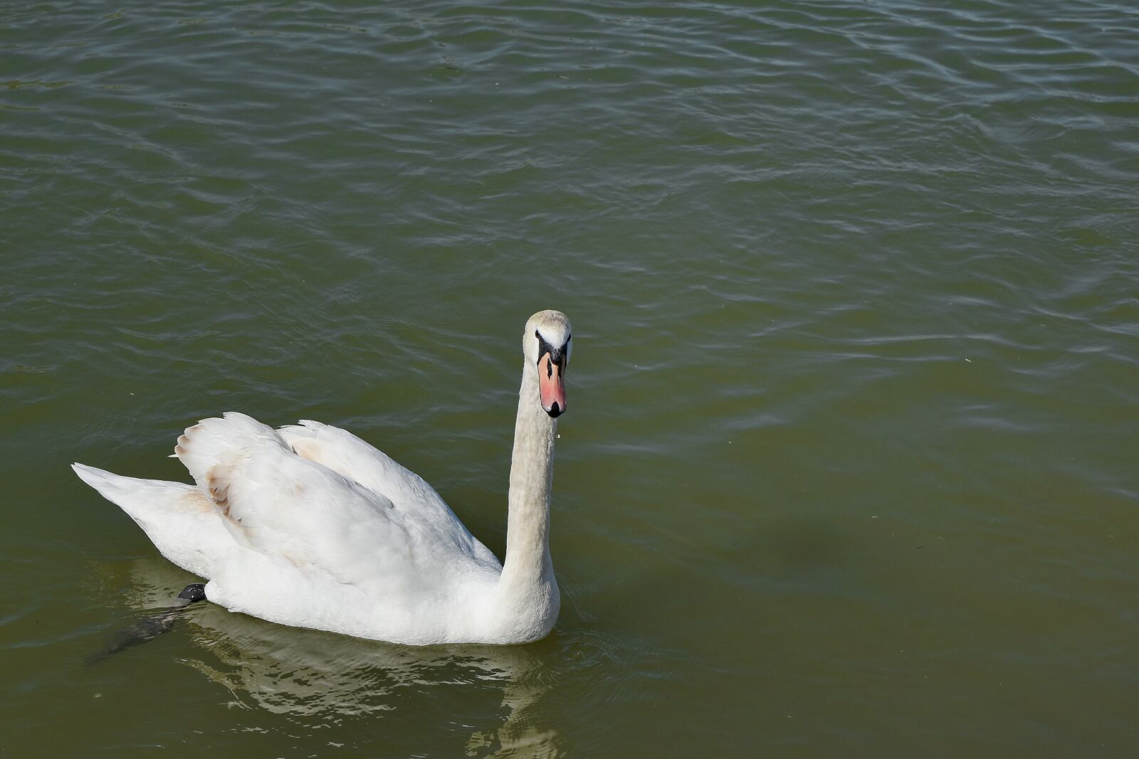 Nikon D5500 sample photo. Lake, swan, wildlife, pond photography