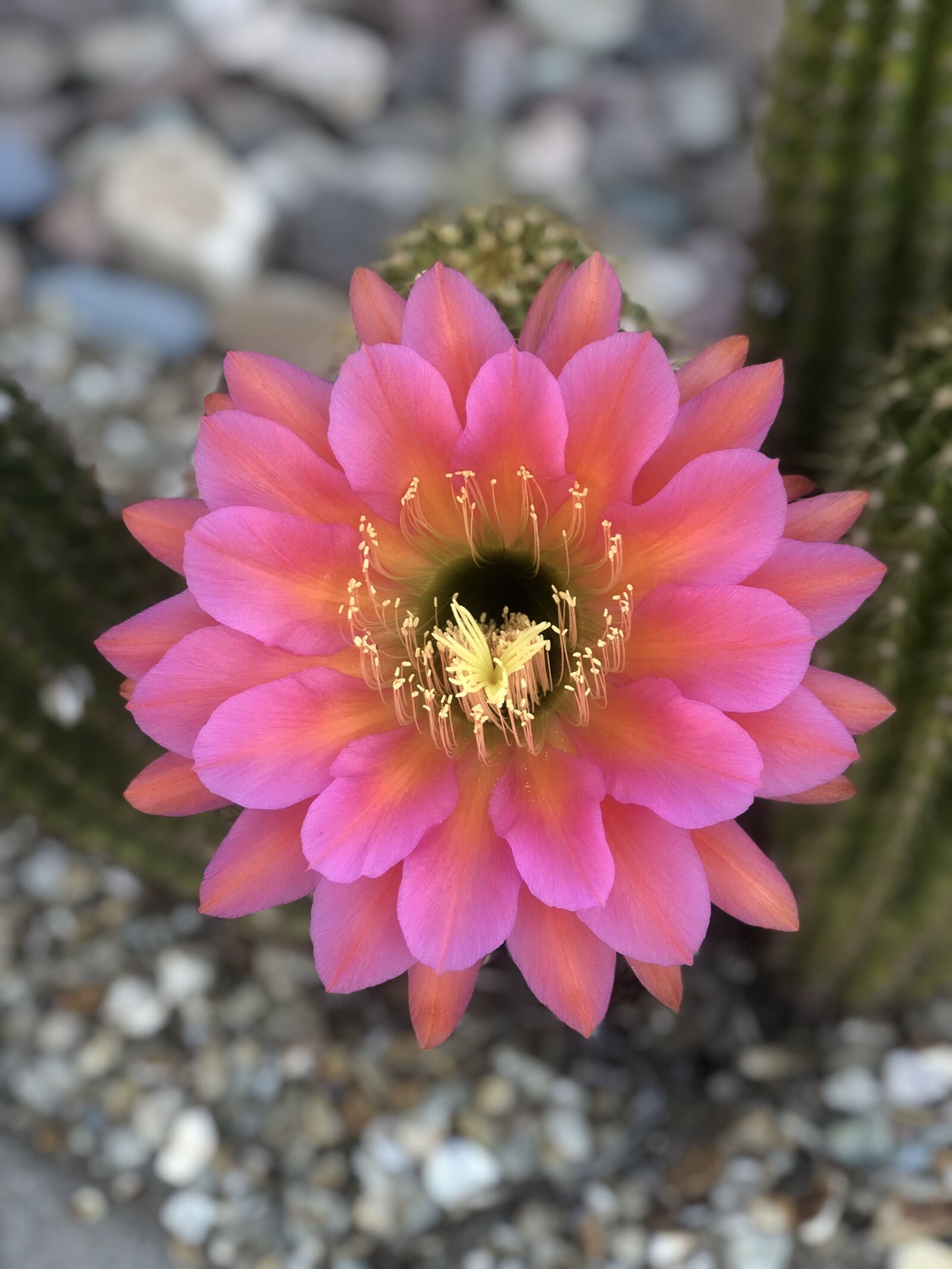 iPhone 8 Plus back dual camera 6.6mm f/2.8 sample photo. Blooming cactus, arizona, spring photography