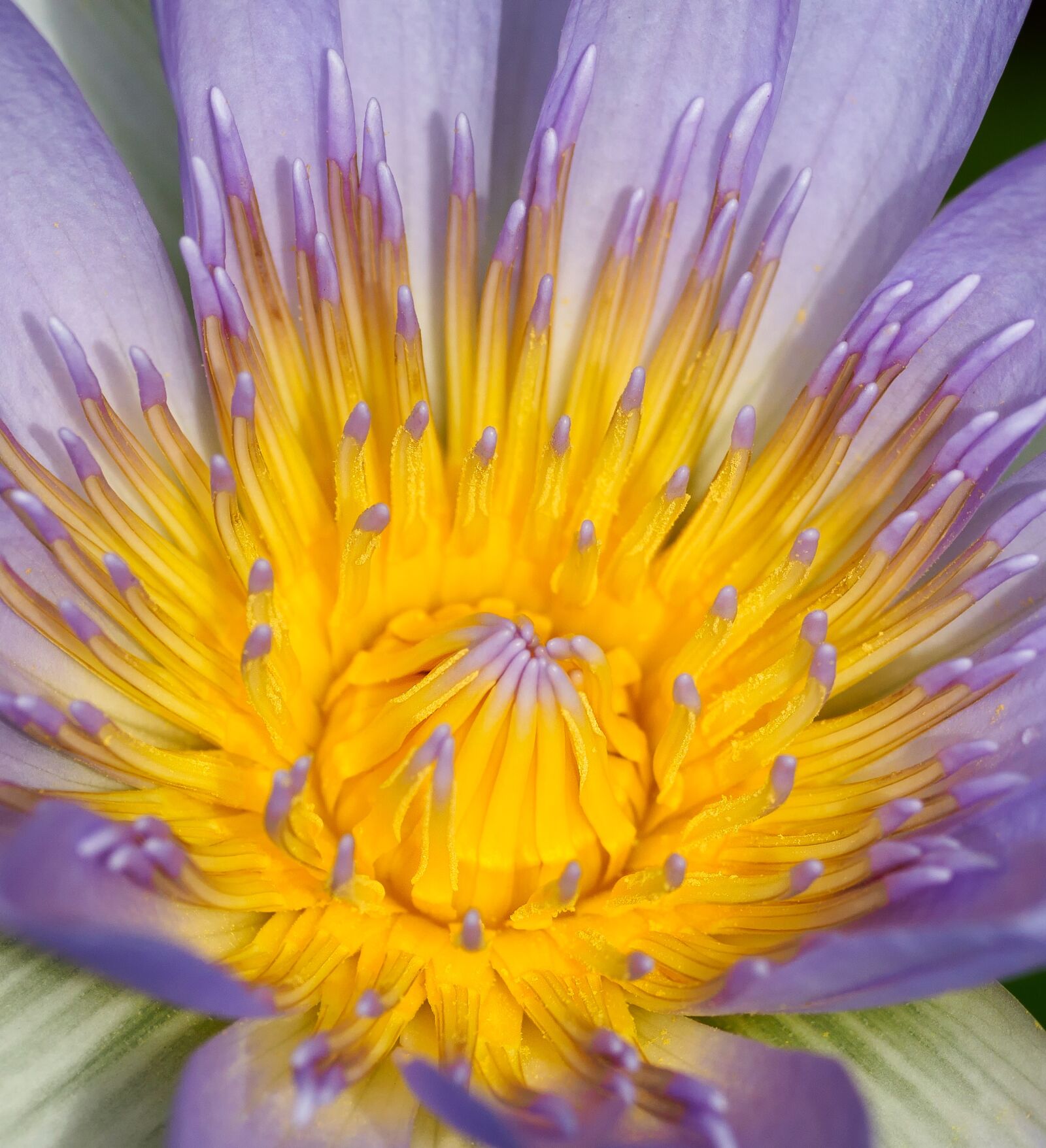 OLYMPUS M.300mm F4.0 sample photo. Water lily, flower, nature photography