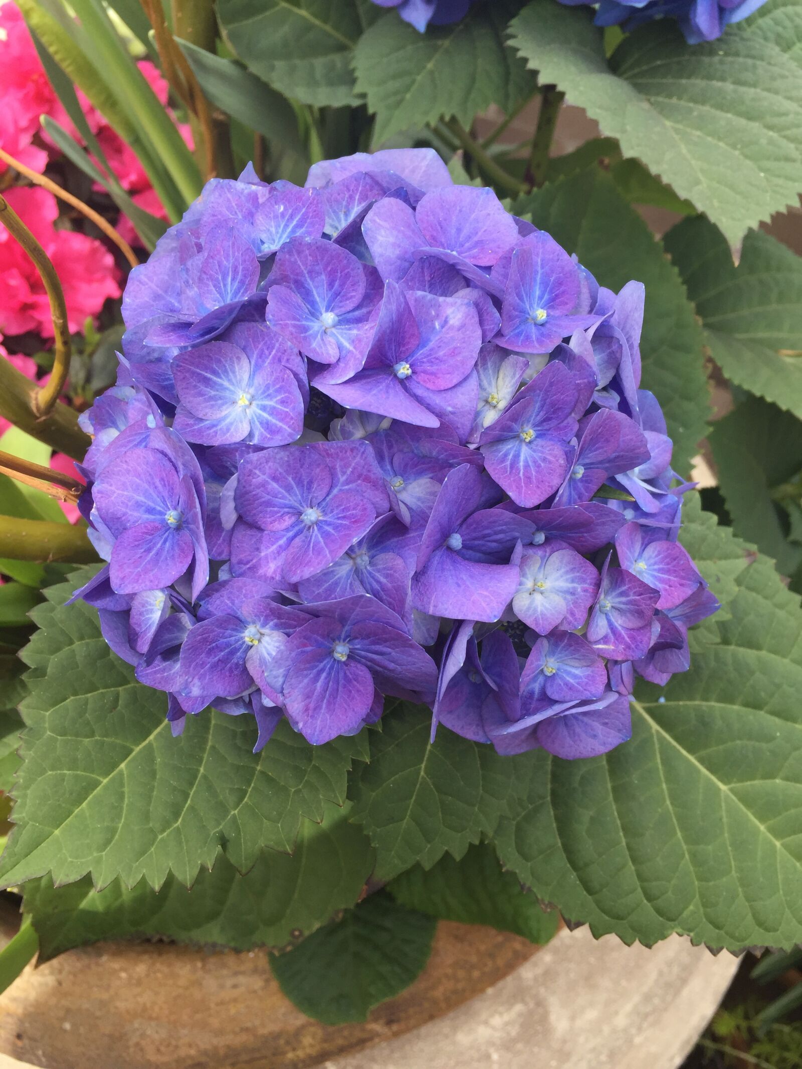 Apple iPhone 6 sample photo. Purple, peony, floral photography