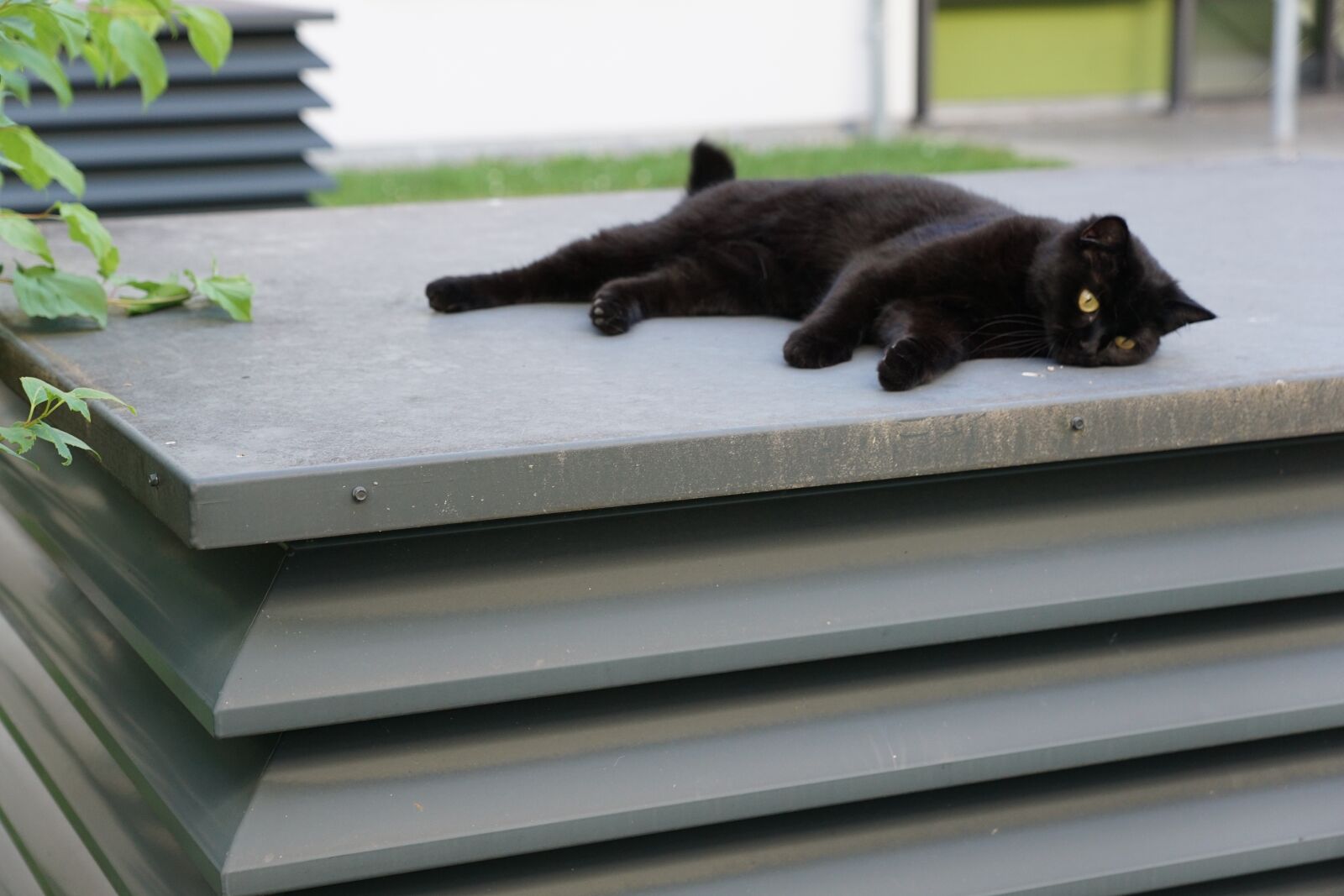 Sony DT 16-50mm F2.8 SSM sample photo. Cat, black, animal photography