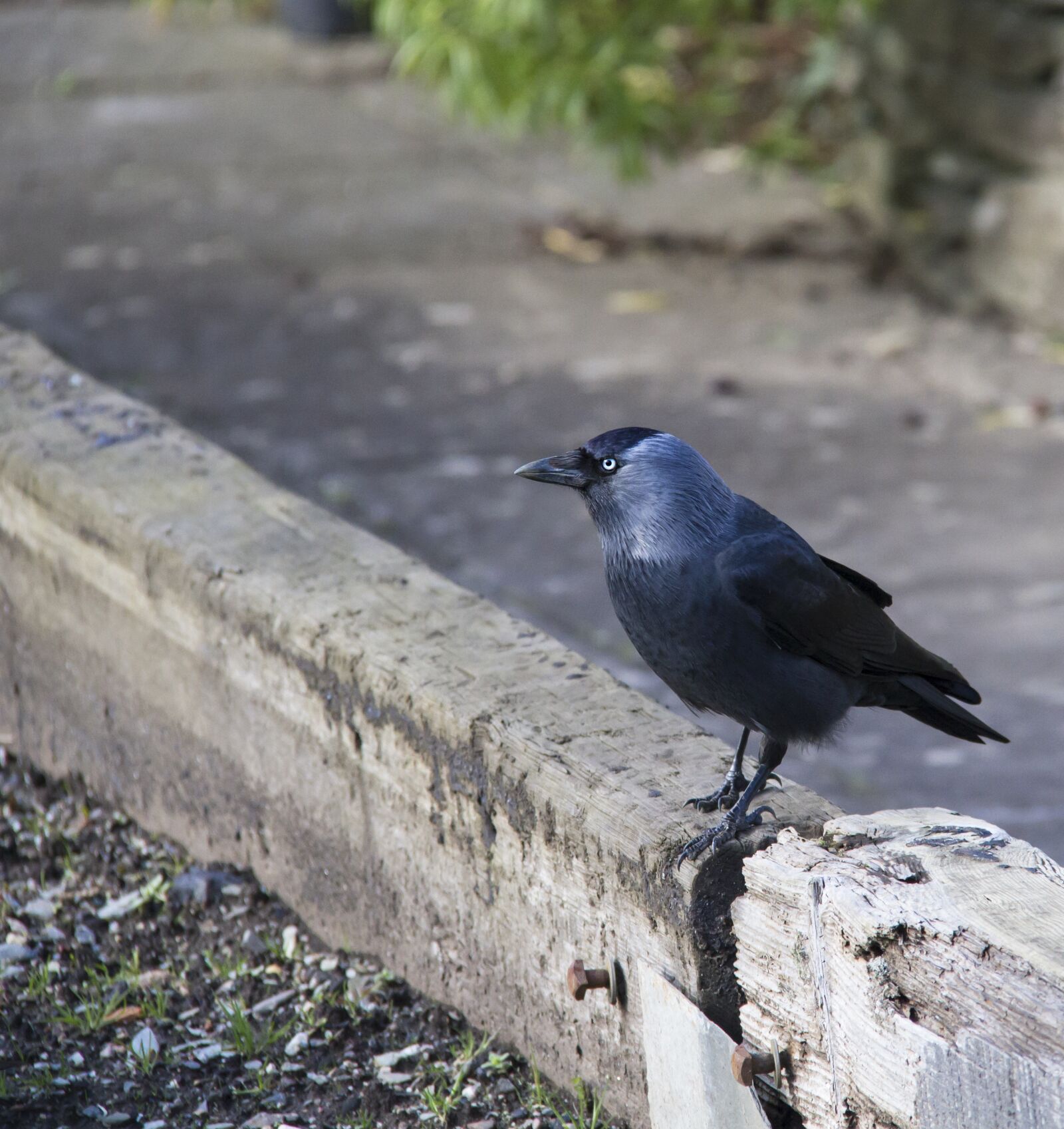 Canon EOS 7D sample photo. Crow, bird, black photography