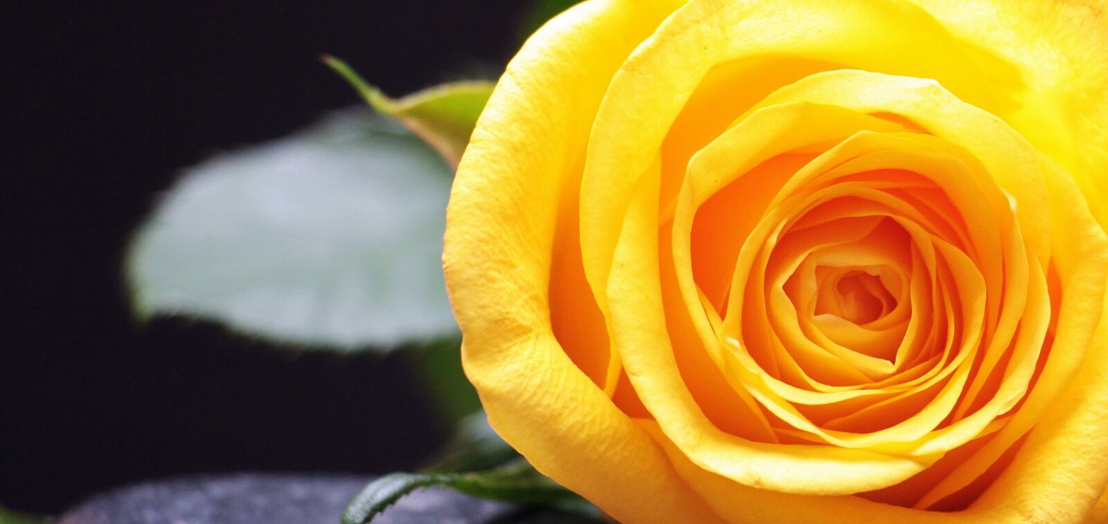 Canon EOS 550D (EOS Rebel T2i / EOS Kiss X4) sample photo. Rose, rose bloom, flower photography