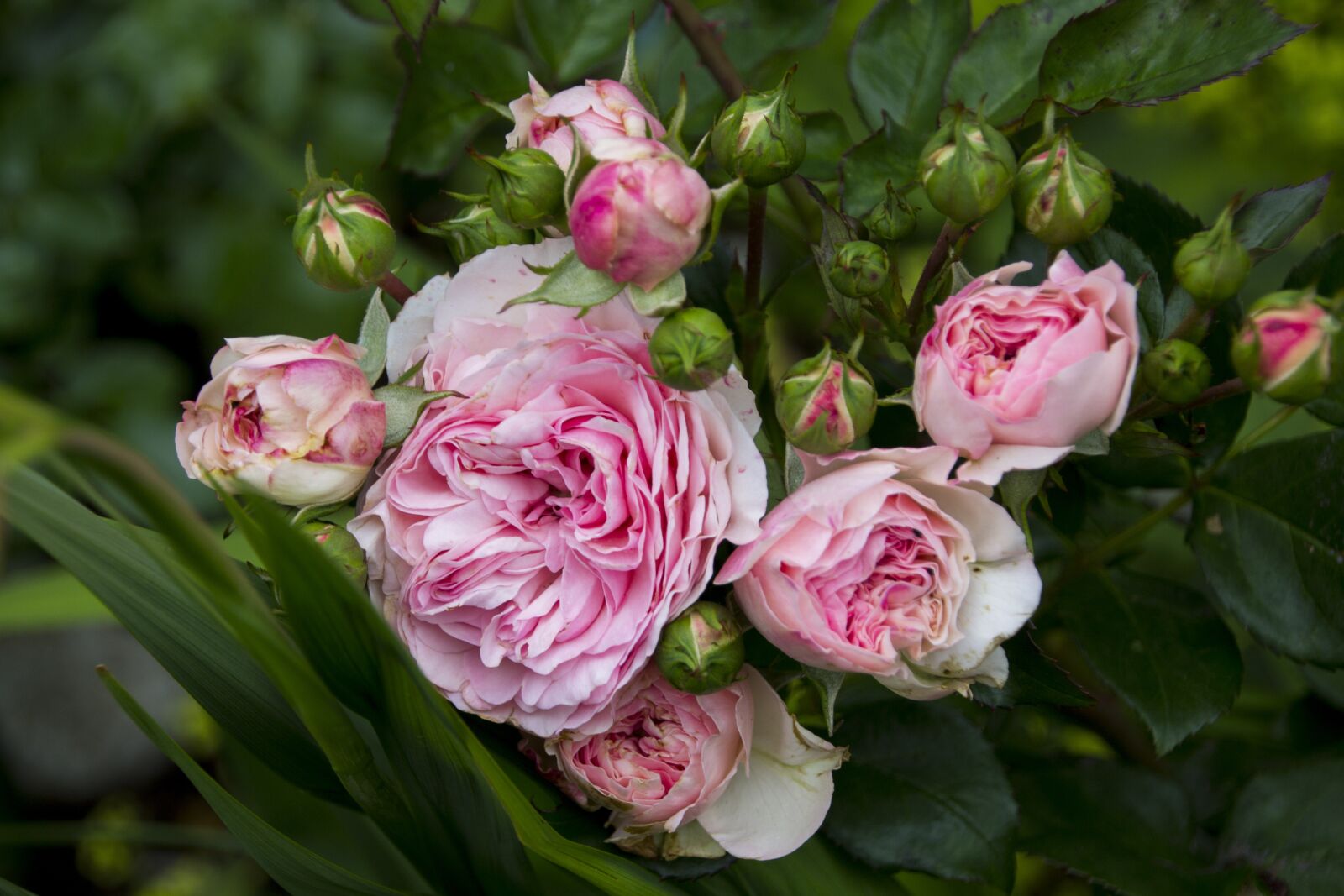 Canon EOS 60D sample photo. Rose, flower, blossom photography