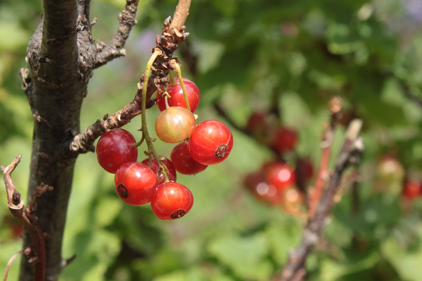 Canon EOS 500D (EOS Rebel T1i / EOS Kiss X3) sample photo. Red currant, bush, fruit photography
