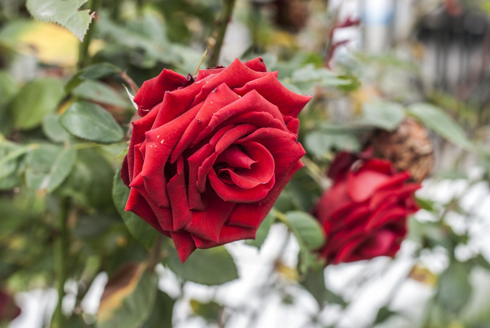 Nikon D60 sample photo. Rosa, flower, bella photography