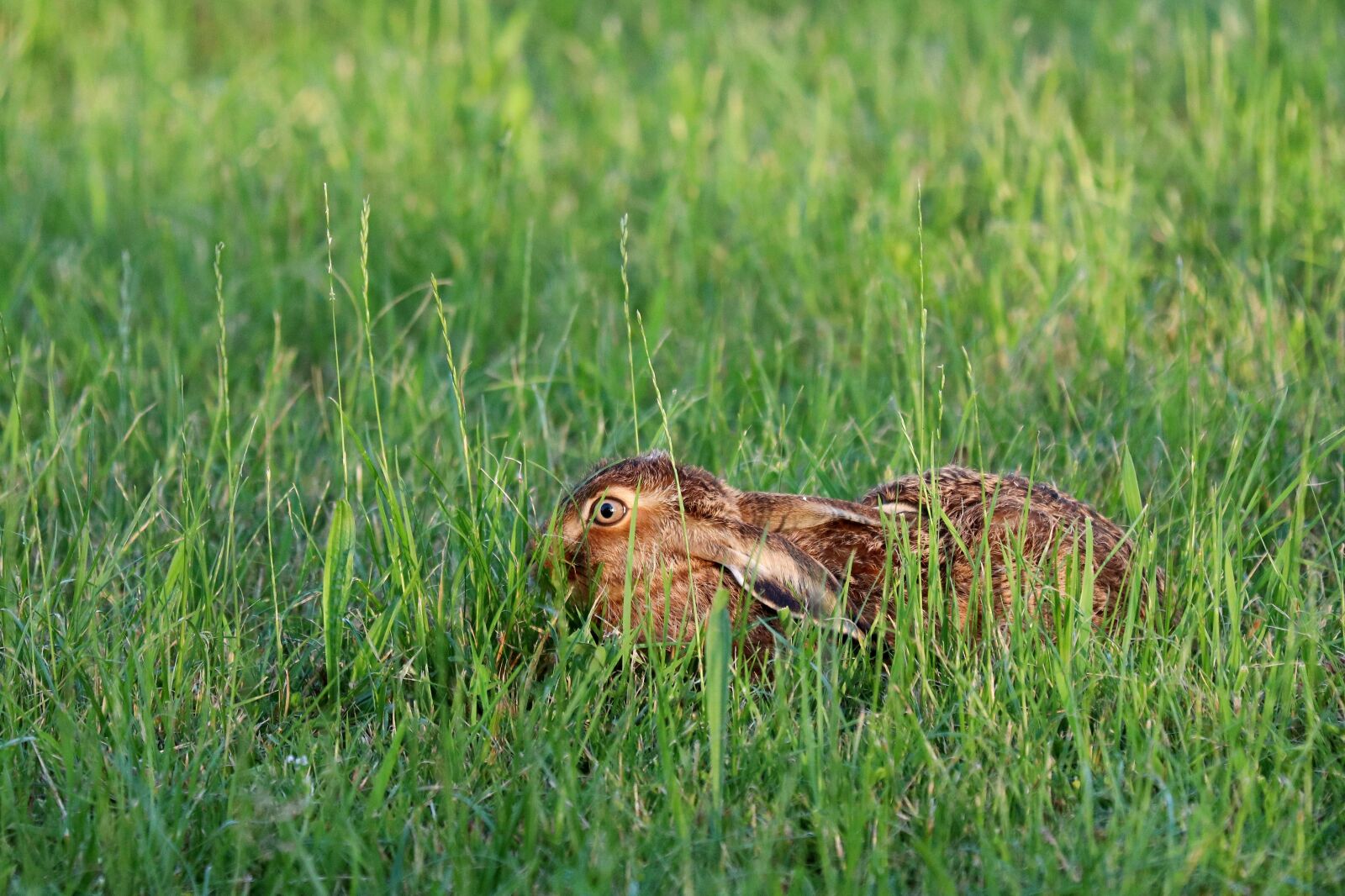 Canon EOS 77D (EOS 9000D / EOS 770D) sample photo. Hare, long eared, rabbit photography