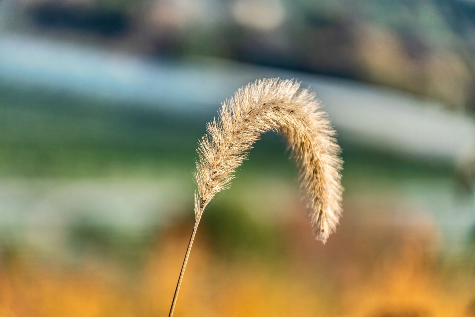Nikon D5600 sample photo. Spica, weed, foliage photography