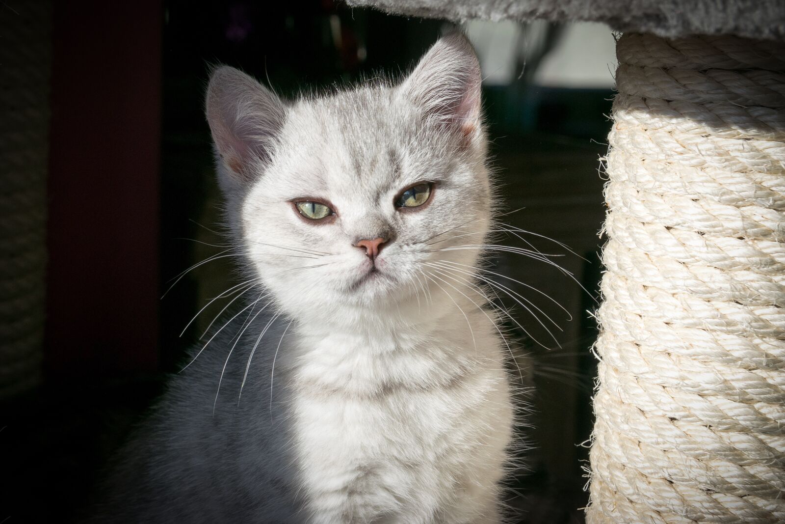 Nikon D5300 sample photo. Kitten, cat, cat baby photography
