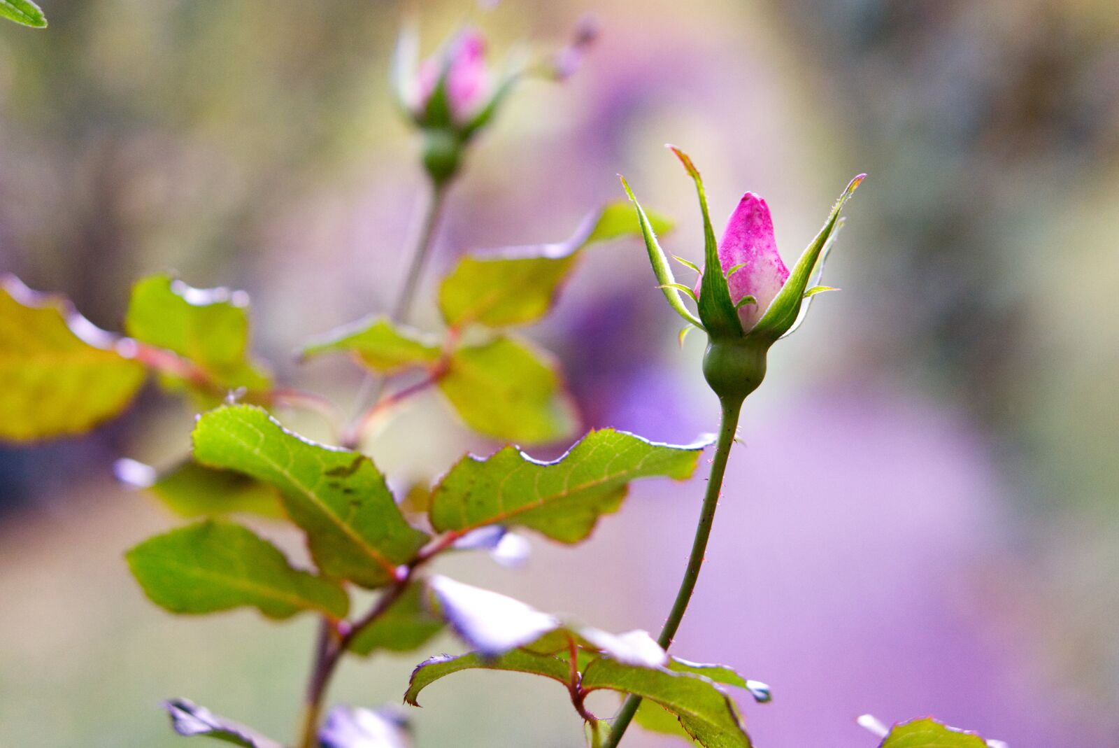 E 50mm F1.8 OSS sample photo. Rose, autumn, blossom photography