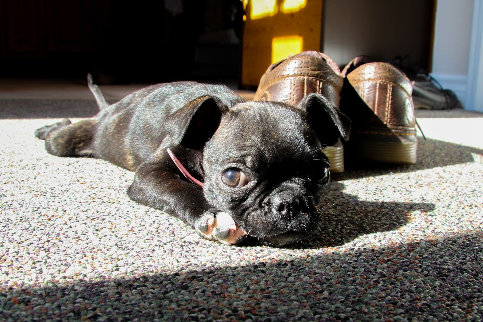 Canon EF-S 17-85mm F4-5.6 IS USM sample photo. Pug, boston terrier, cute photography