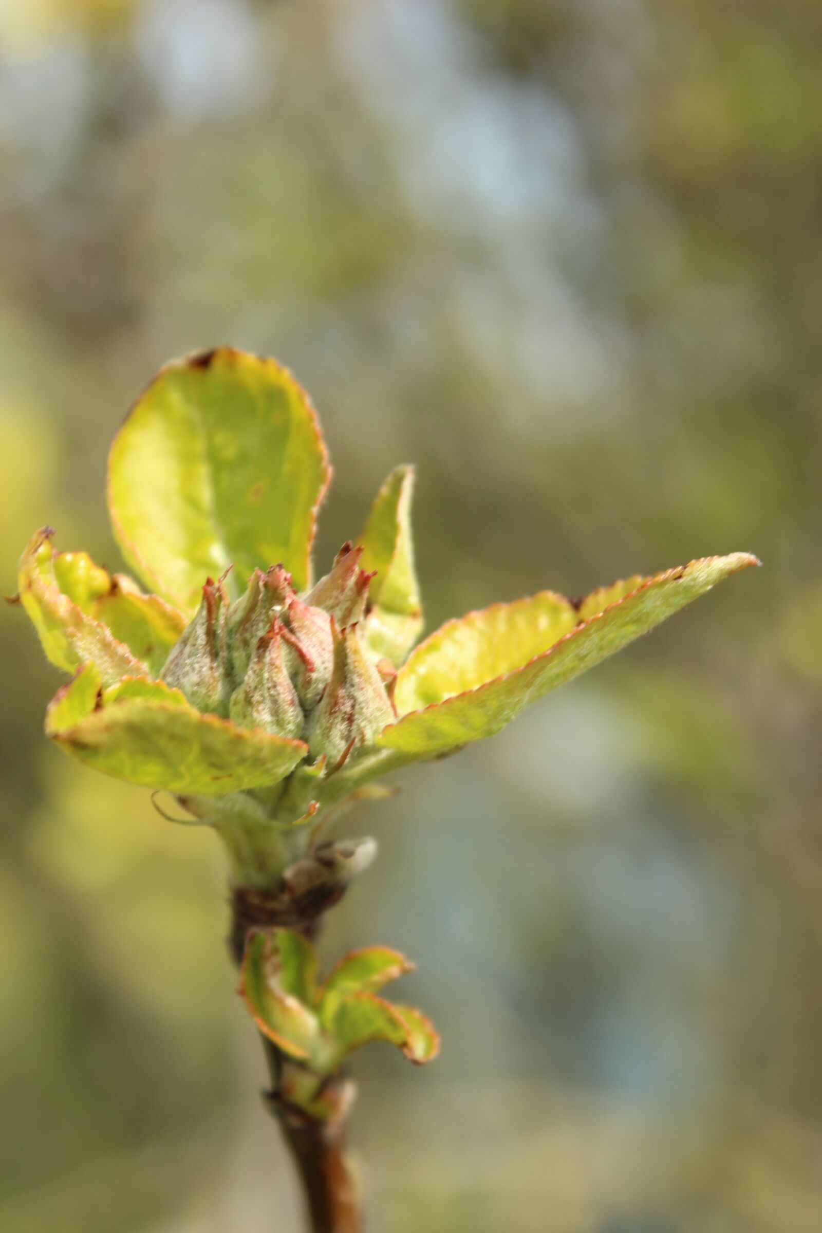 Canon EOS 600D (Rebel EOS T3i / EOS Kiss X5) sample photo. Bud, flowers, plant photography