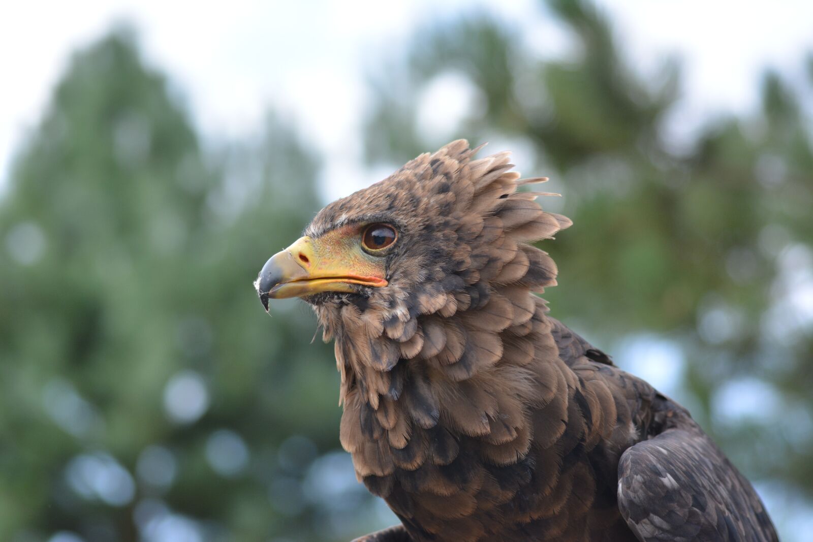 Nikon D5200 sample photo. Bird, nature, animal world photography