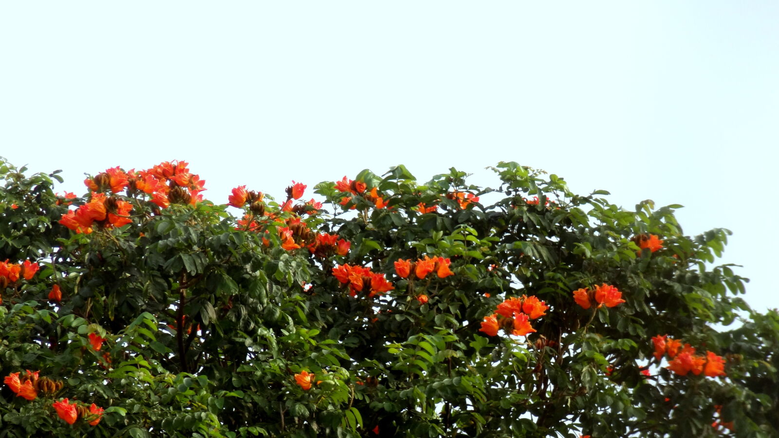 Sony Cyber-shot DSC-HX9V sample photo. Low, angle, view, of photography
