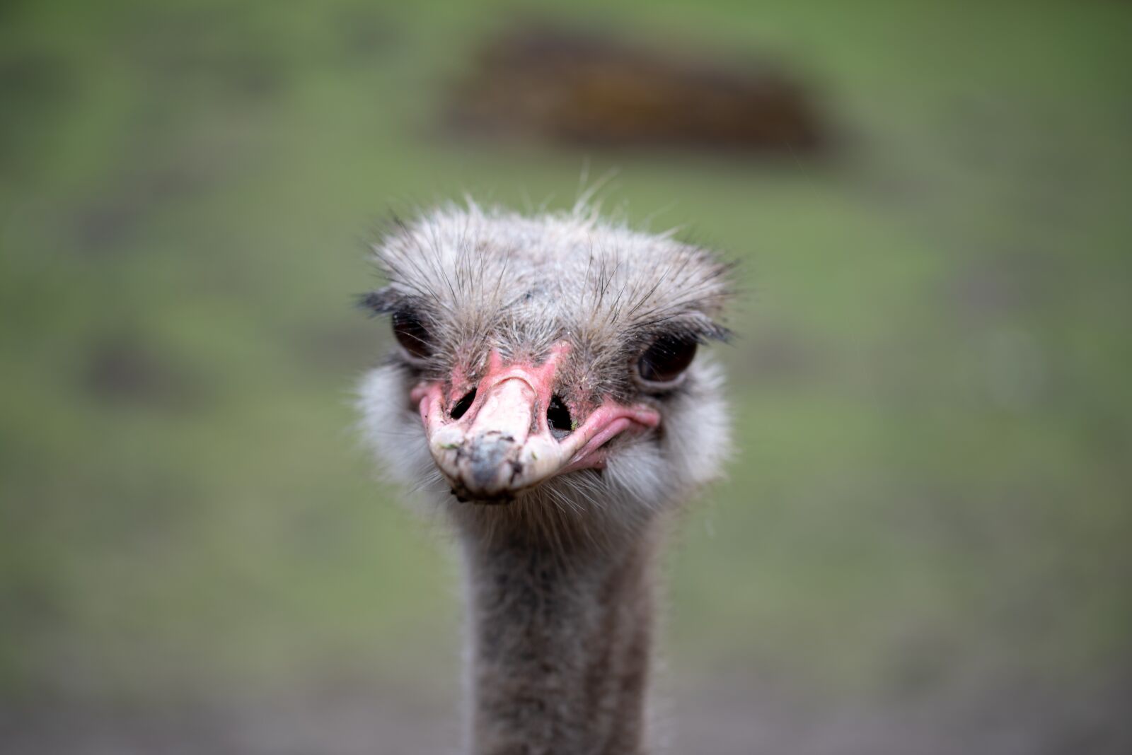 Nikon D750 sample photo. Ostrich, portrait, bird photography