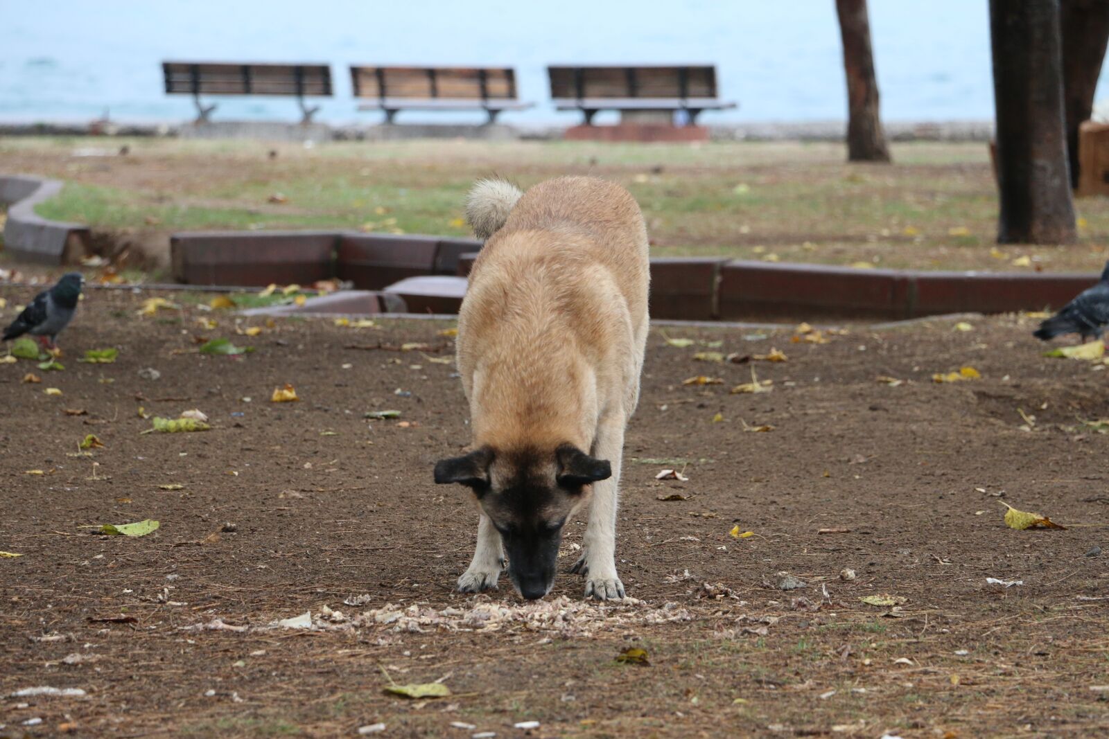 Canon EOS 70D sample photo. Dog, eating, food photography