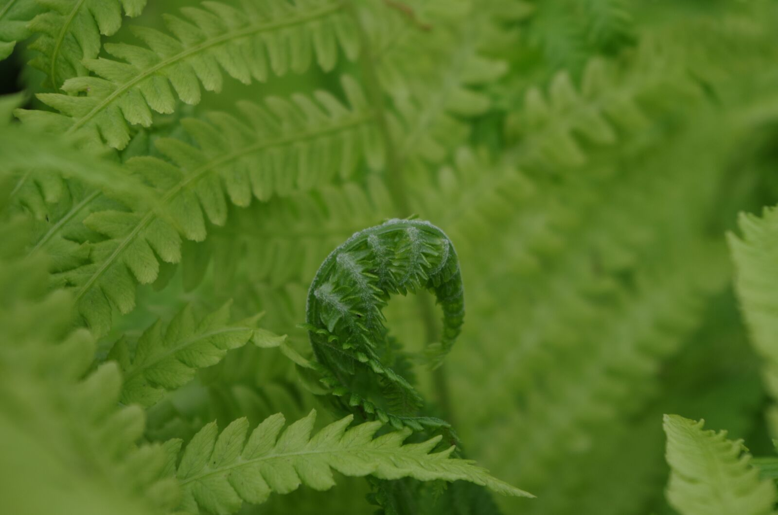Pentax K-50 sample photo. Ferns, green, plants photography