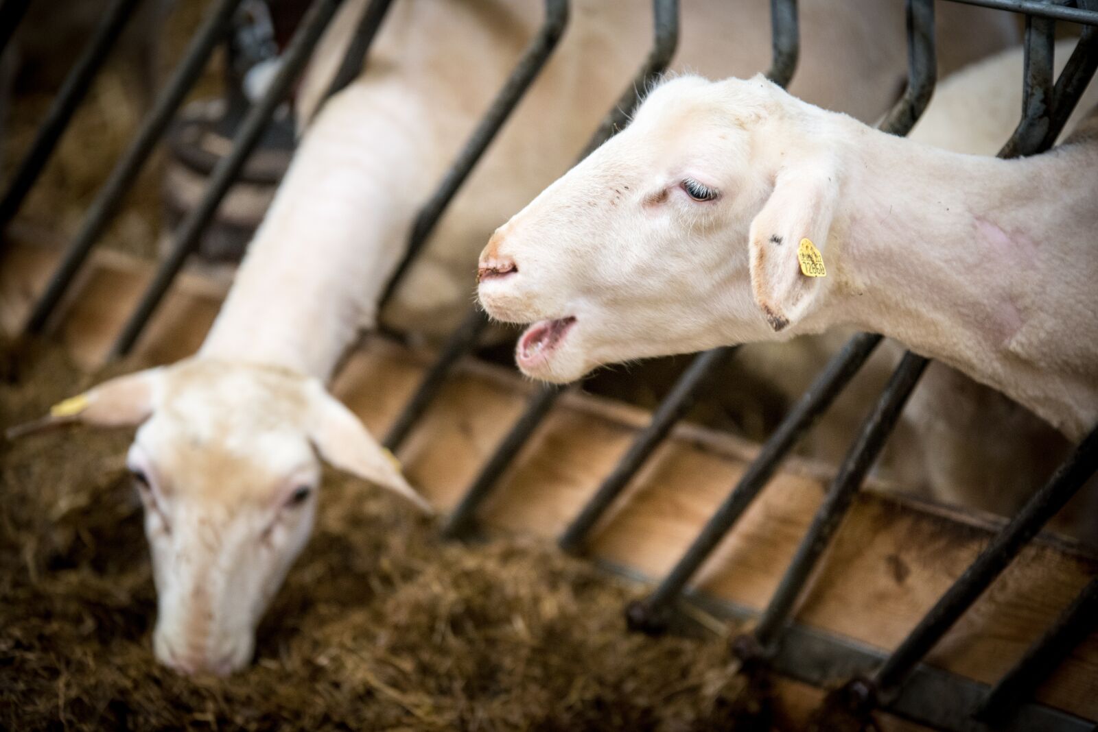 Nikon D750 sample photo. Sheep, sheep breeding, lamb photography