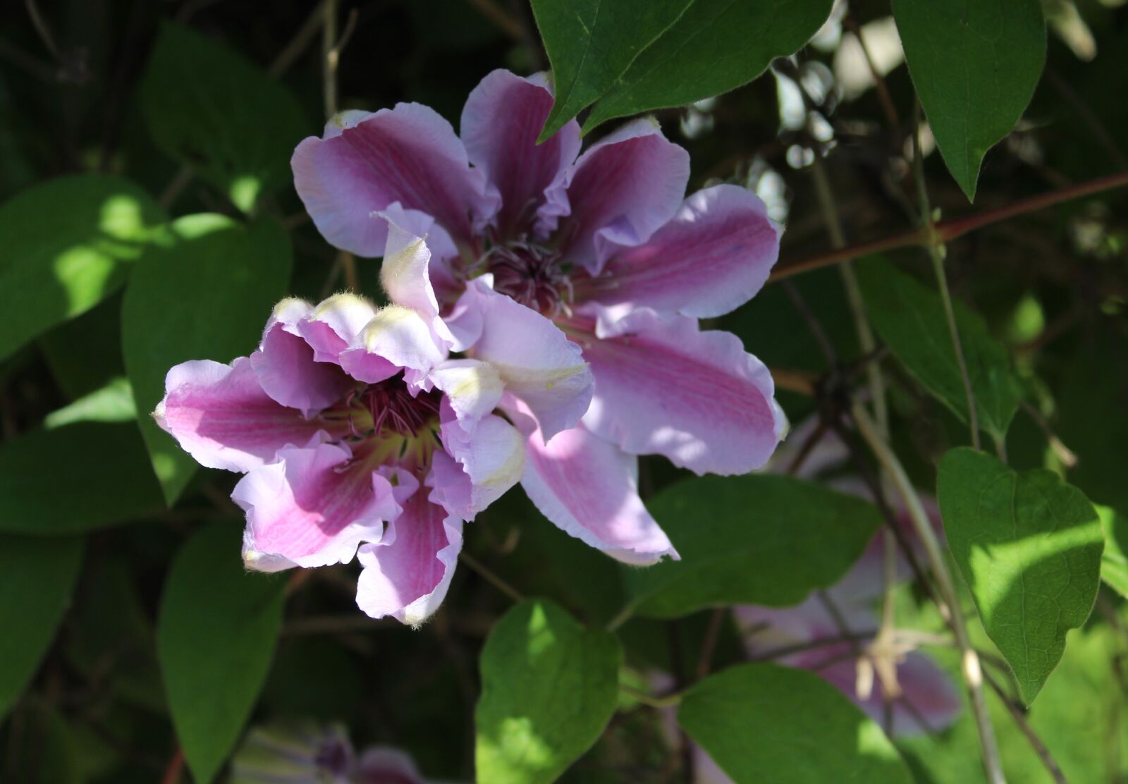 Canon EOS 1300D (EOS Rebel T6 / EOS Kiss X80) sample photo. Clematis, flower, bloom photography