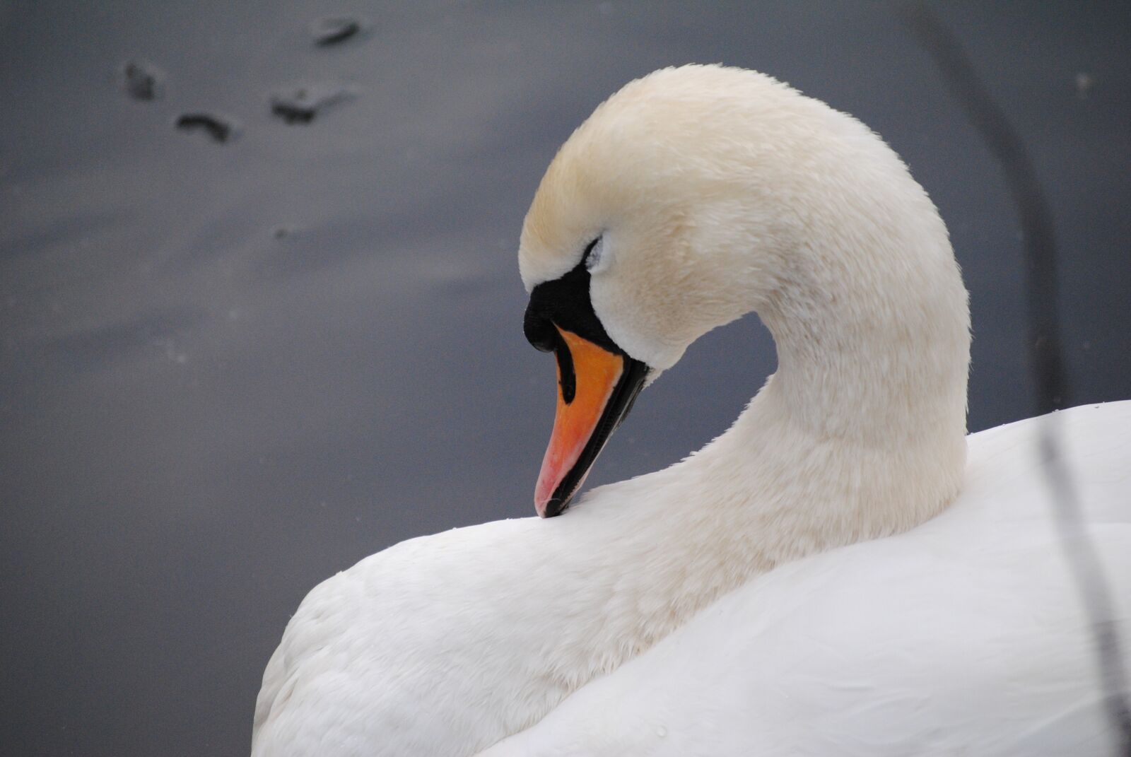 Nikon D3000 sample photo. Swan, neck, white photography